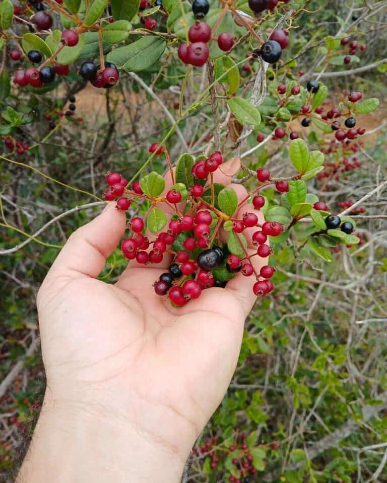 Myrcia sp Caerulescens -  3 fresh seeds / 3 frische Samen