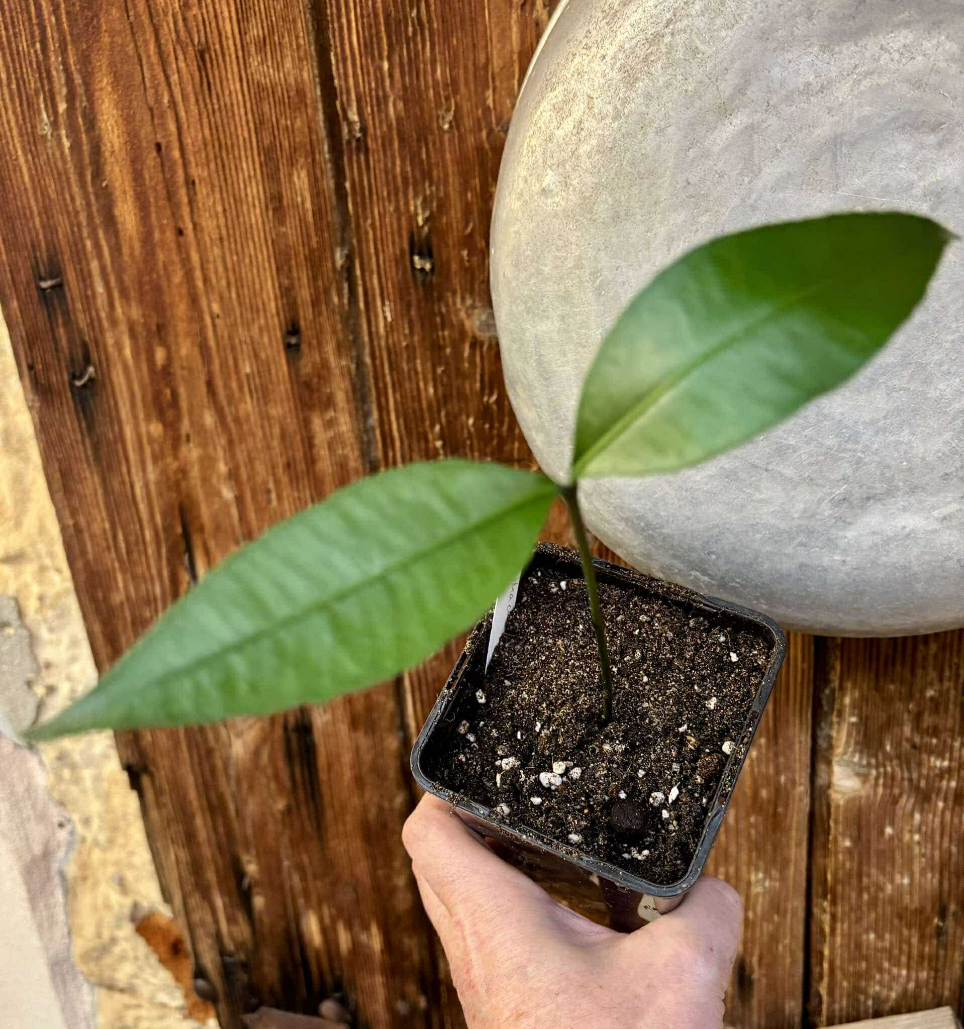 Garcinia humilis  - Achachairu - 1 potted plant / 1 getopfte Pflanze