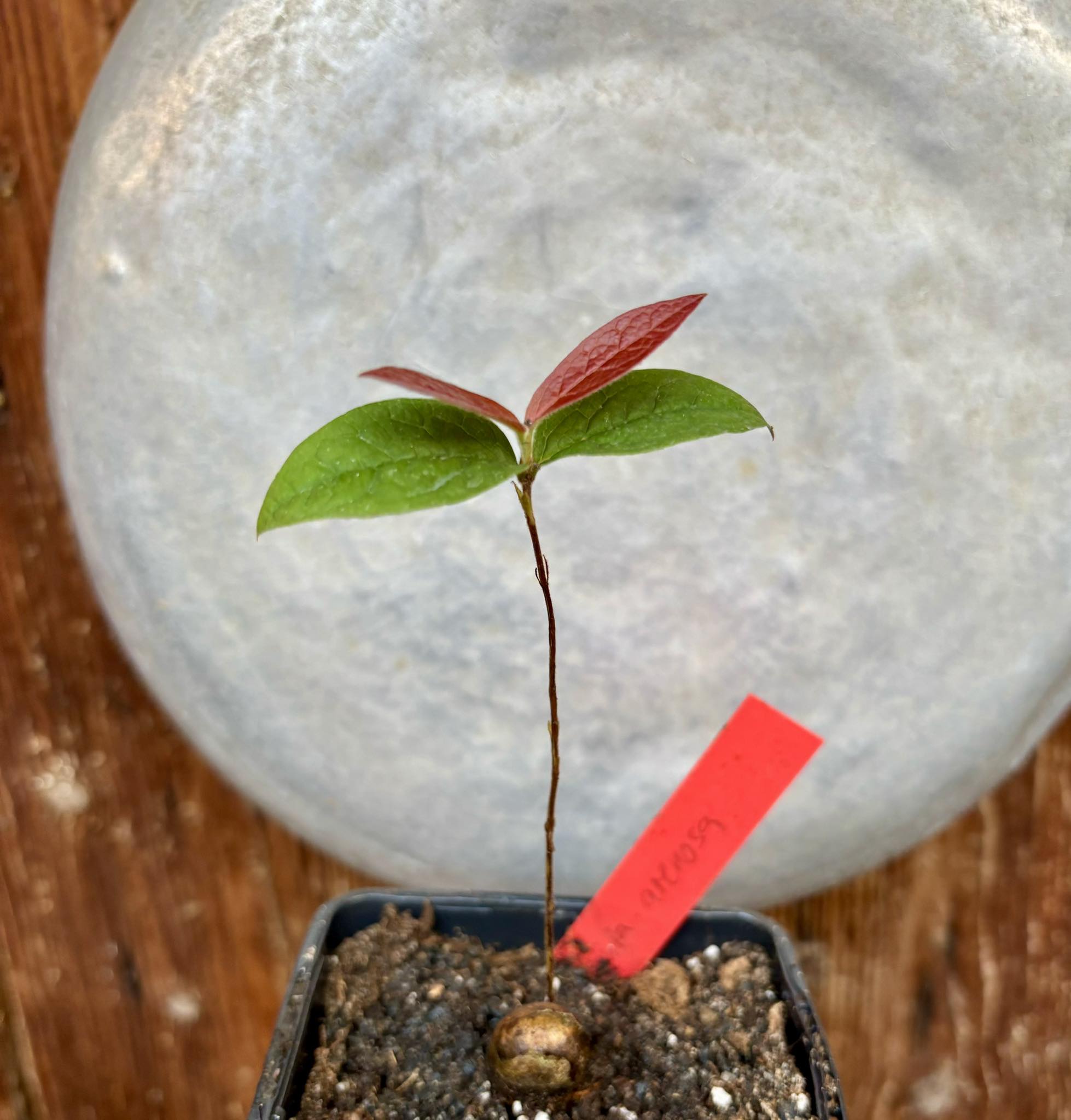 Eugenia arenosa -  1 potted seedling / 1 getopfter Sämling