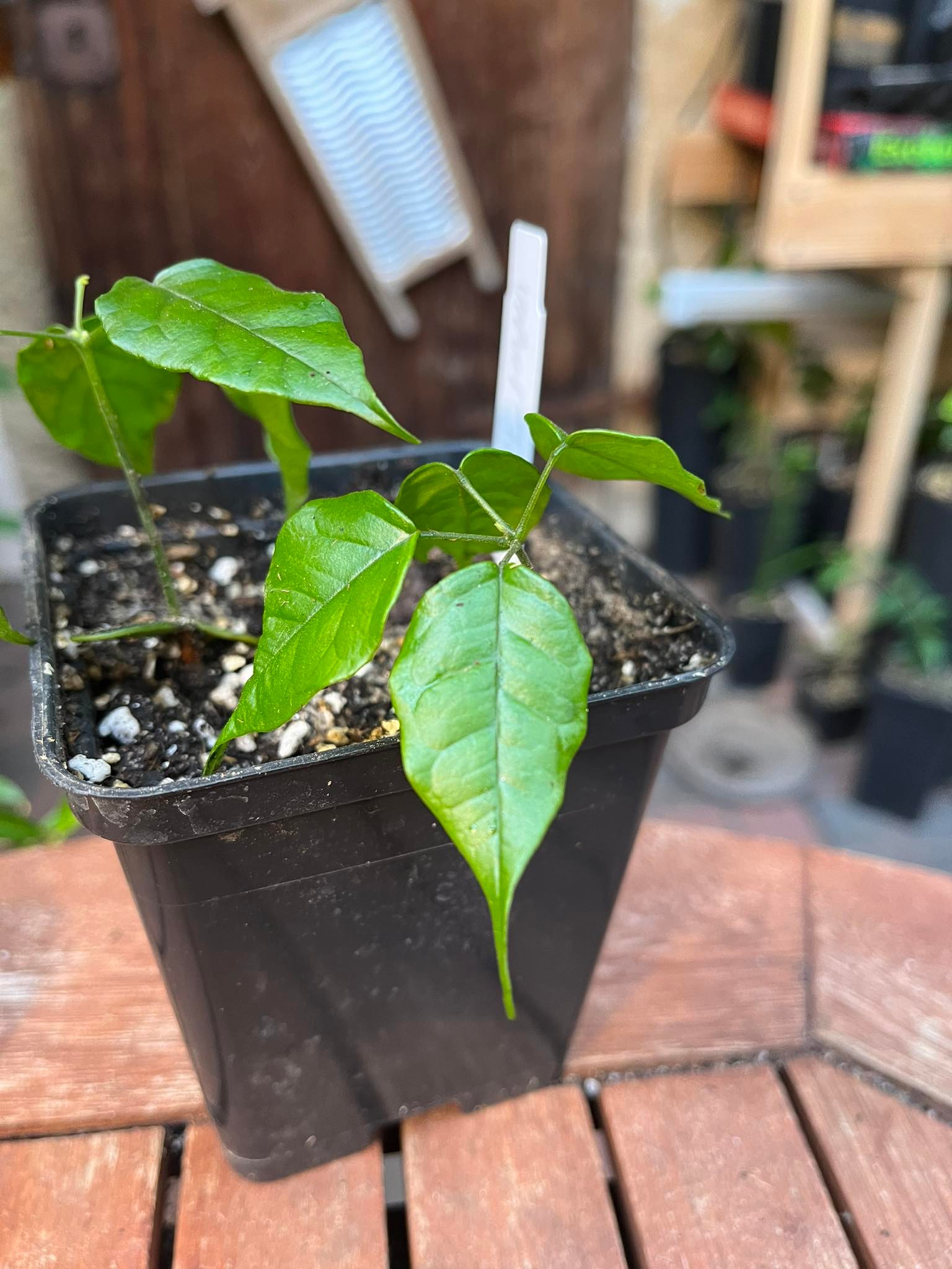 Velvet Tamarind (Dialium cochichinense) 1 Seedling / 1 Sämling