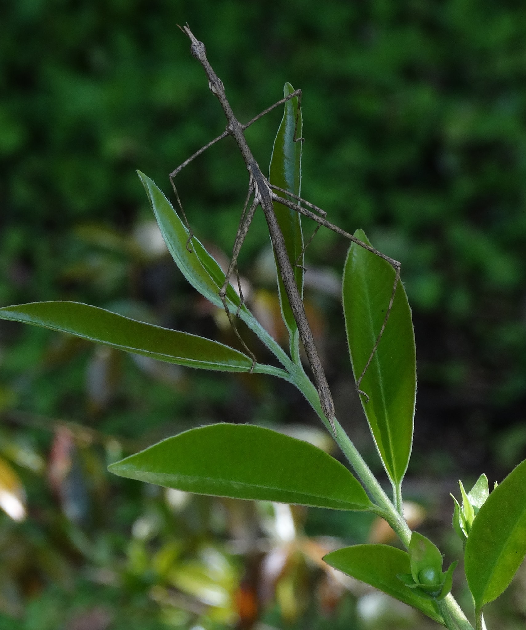 Eugenia glandulosa - Ubaia amarela - 1 fresh seed / 1 frischer Samen