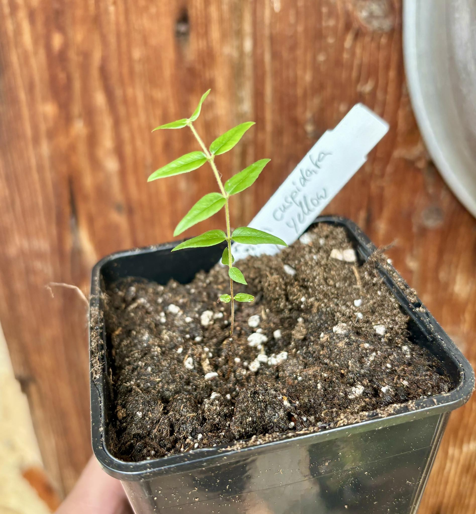 Myrciaria cuspidata YELLOW - 1 potted plant / 1 getopfte Pflanze