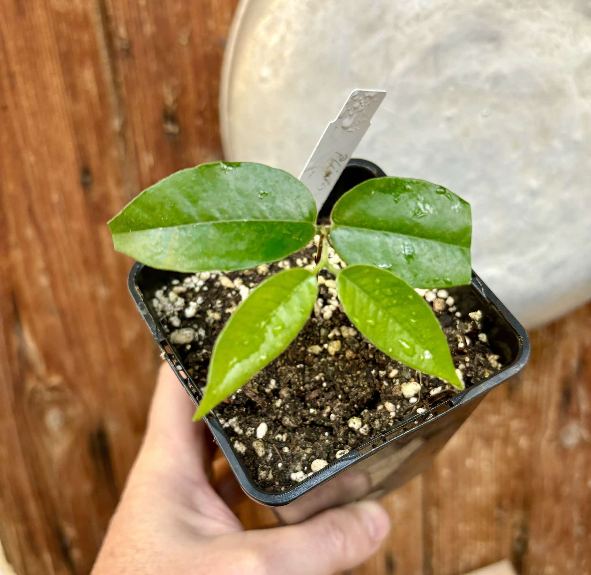 Campuca imperial (Plinia edulis - gigante) - 1 potted plant / 1 getopfte Pflanze