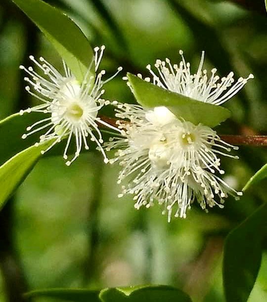 Myrciaria cuspidata YELLOW - 1 potted plant / 1 getopfte Pflanze