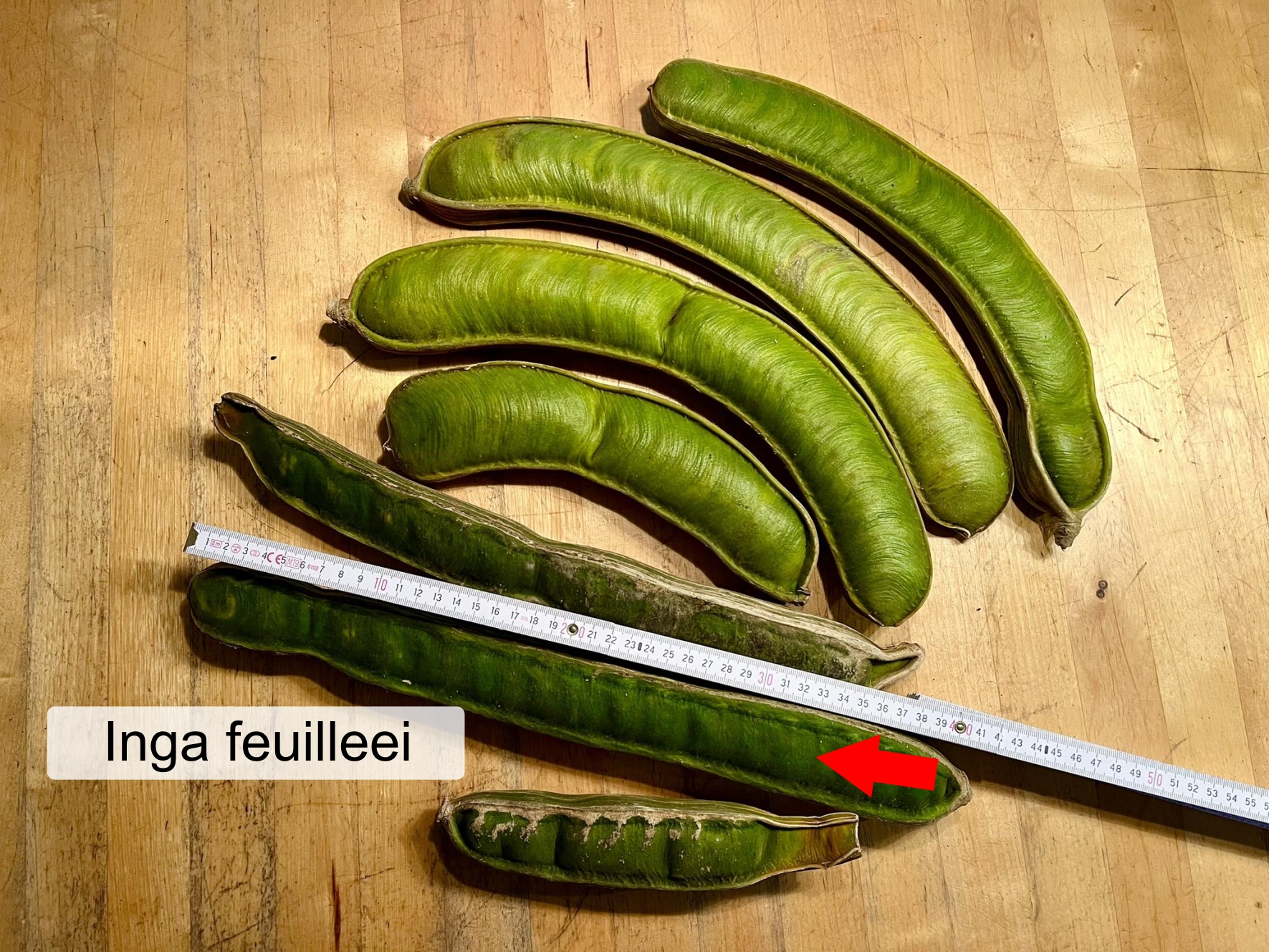 Inga feuilleei - Pacay Ice Cream Bean - 2 fresh seeds / 2 frische Samen