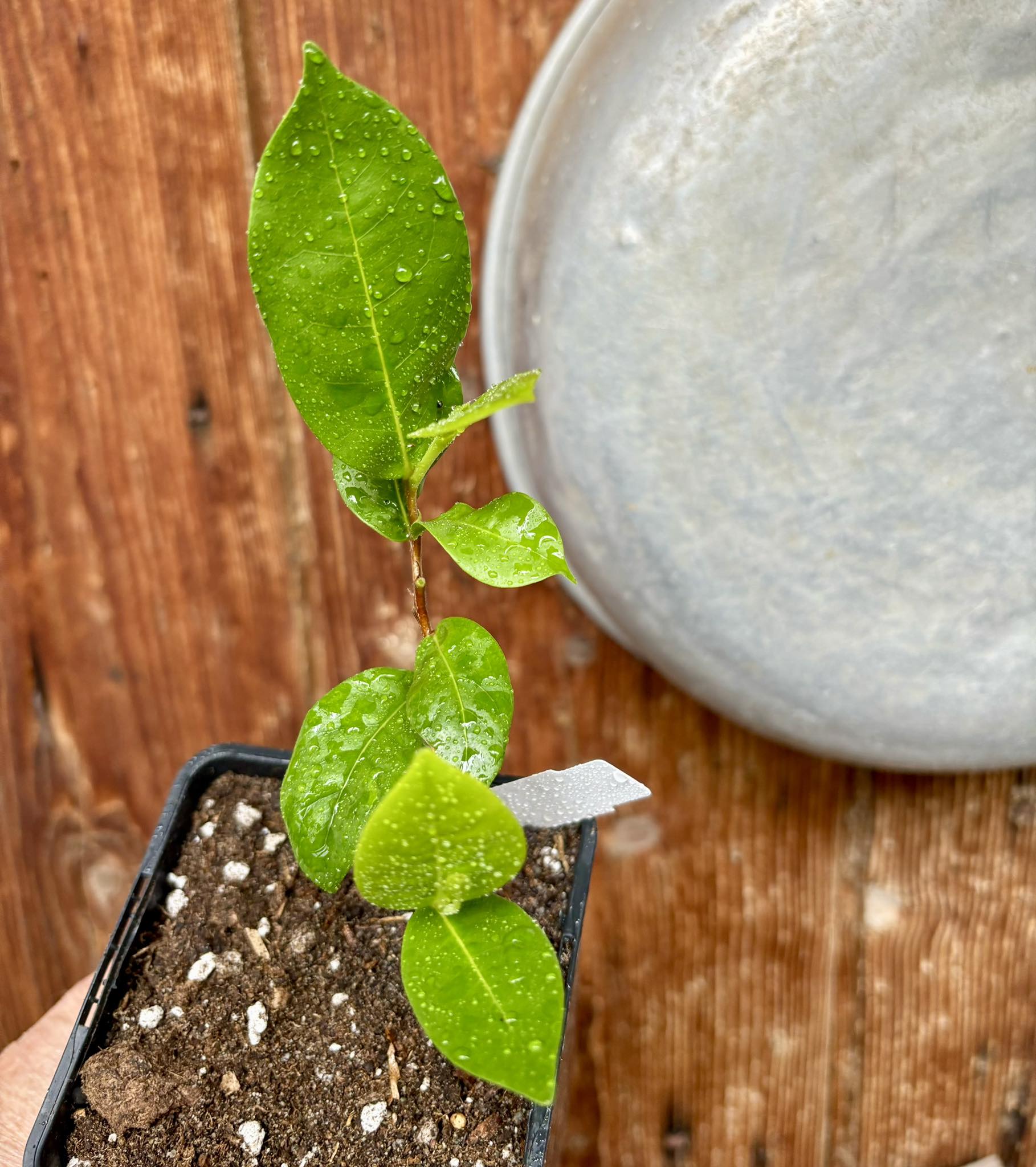 Chrysobalanus icaco - Cocoplum -  1 potted plant  / 1 getopfte Pflanze