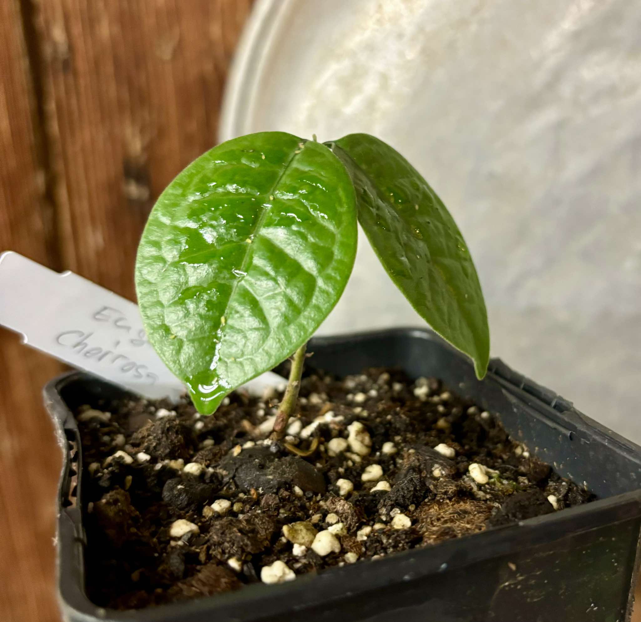 Eugenia sp Cheirosa Fruto Passado - 1 small potted seedling / 1 kleiner, getopfter Sämling