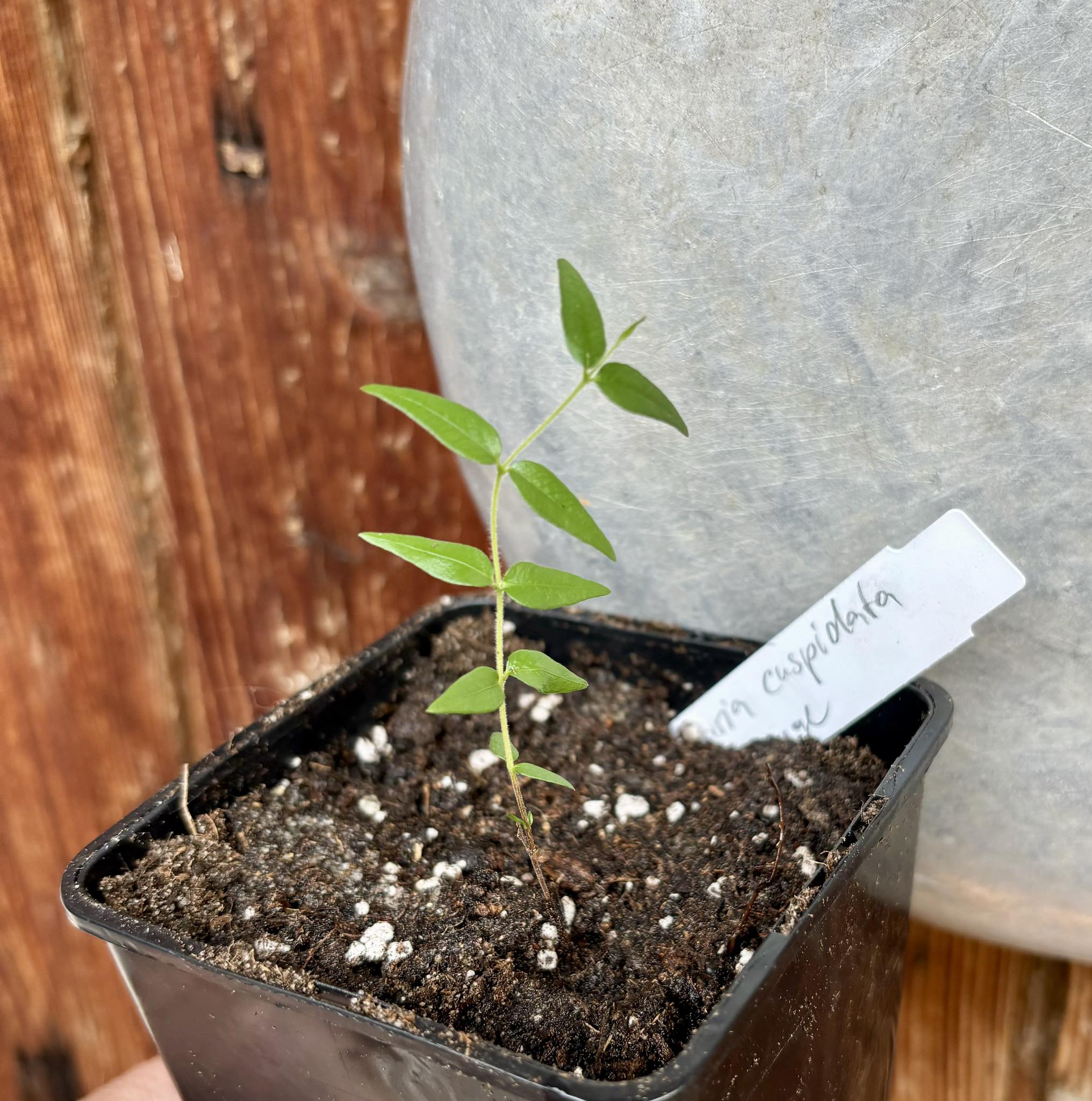 Myrciaria cuspidata ORANGE - 1 potted plant / 1 getopfte Pflanze