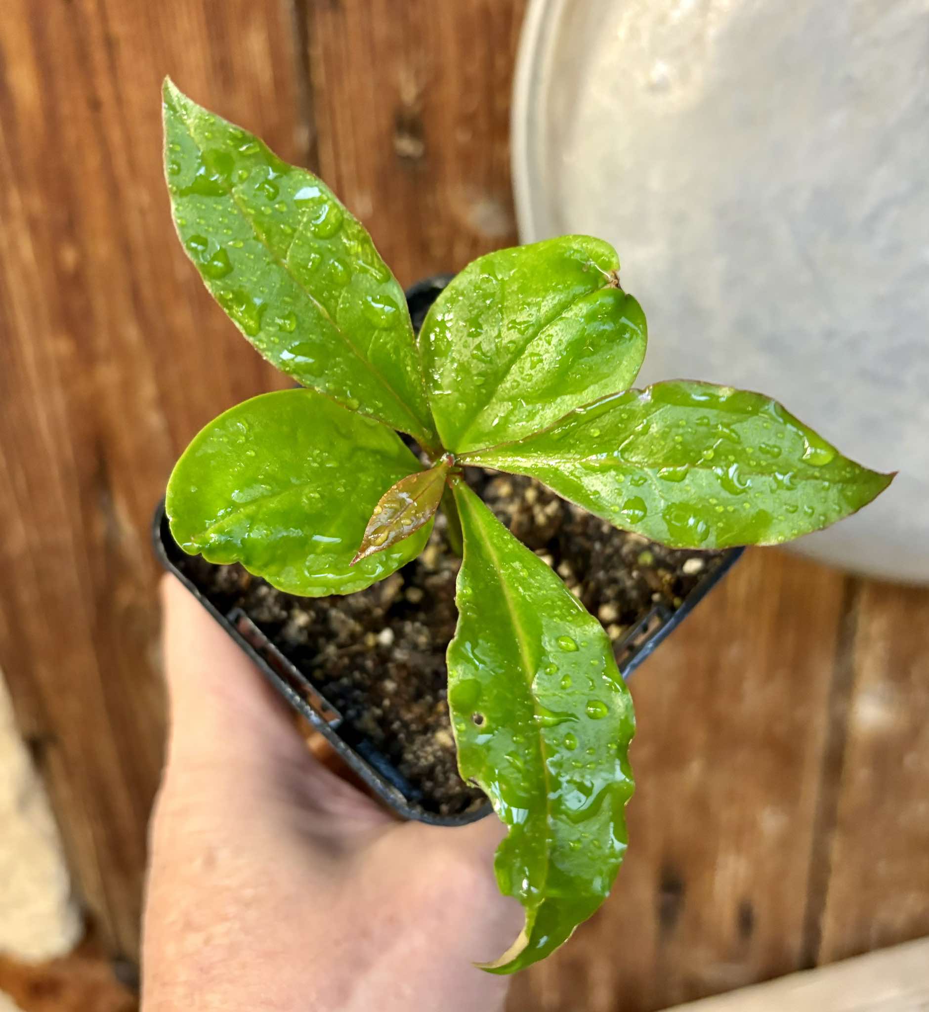 Pereskia bleo - Leuenbergeria bleo - 1 small potted seedling / 1 kleiner, getopfter Sämling