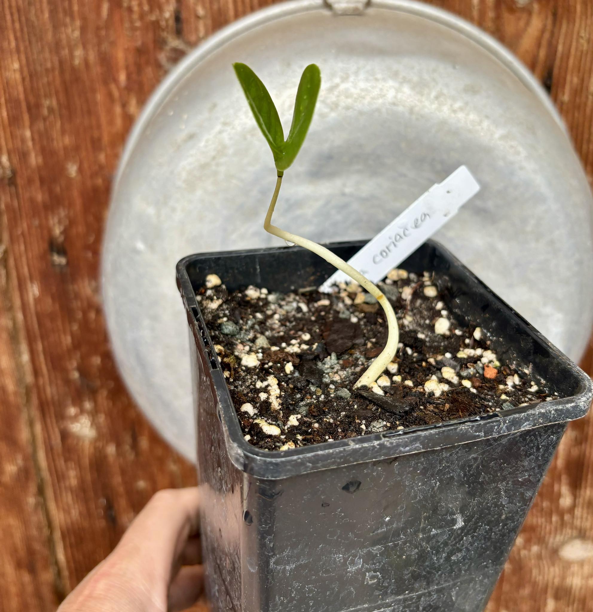 Annona coriacea - Araticum Liso - 1 potted plant / 1 getopfte Pflanze