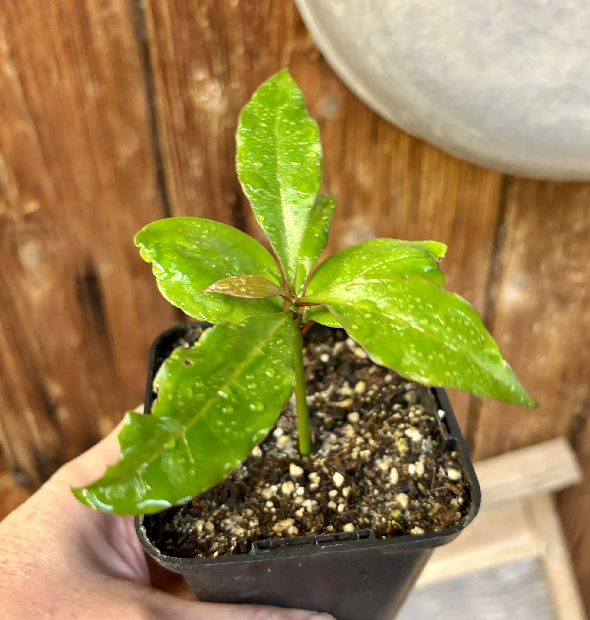 Pereskia bleo - Leuenbergeria bleo - 1 small potted seedling / 1 kleiner, getopfter Sämling