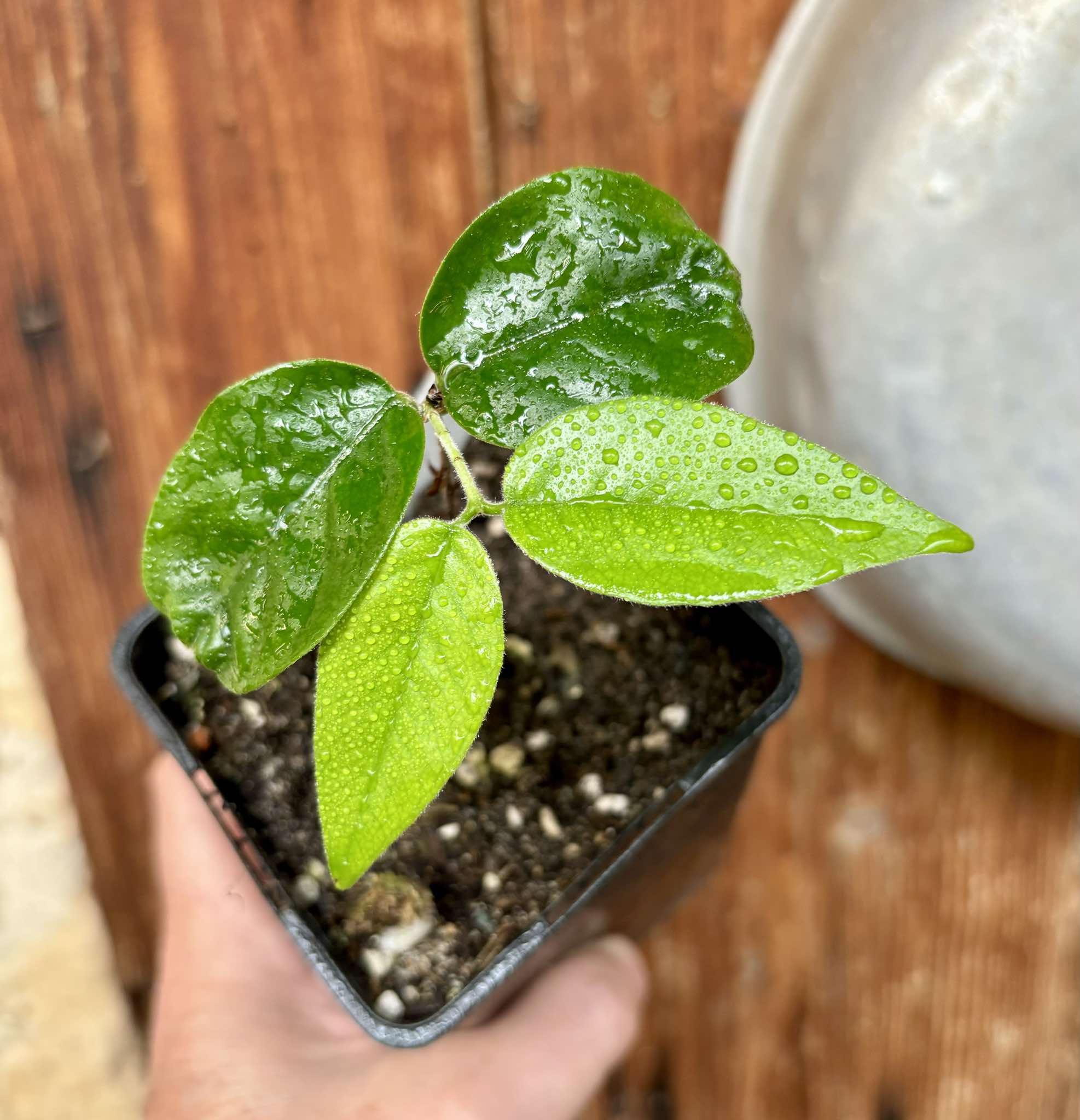 Plinia edulis - Cambuca - Red trunk - 1 potted plant / 1 getopfte Pflanze