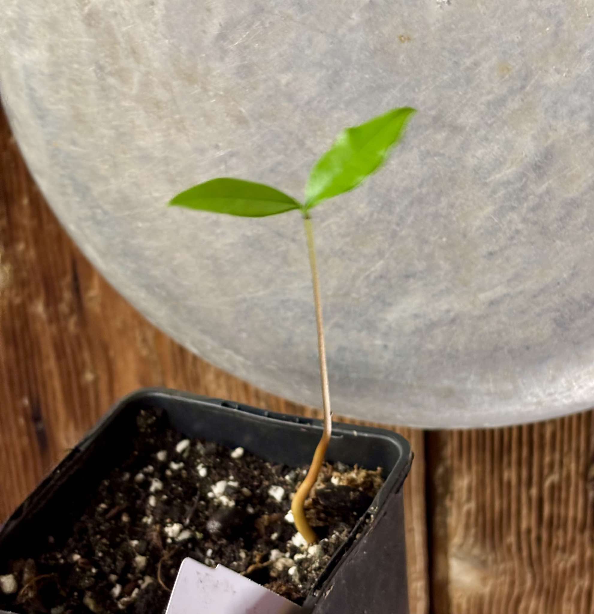 Duguetia lanceolata - Pindaiba - 1 small potted seedling / 1 kleiner, getopfter Sämling