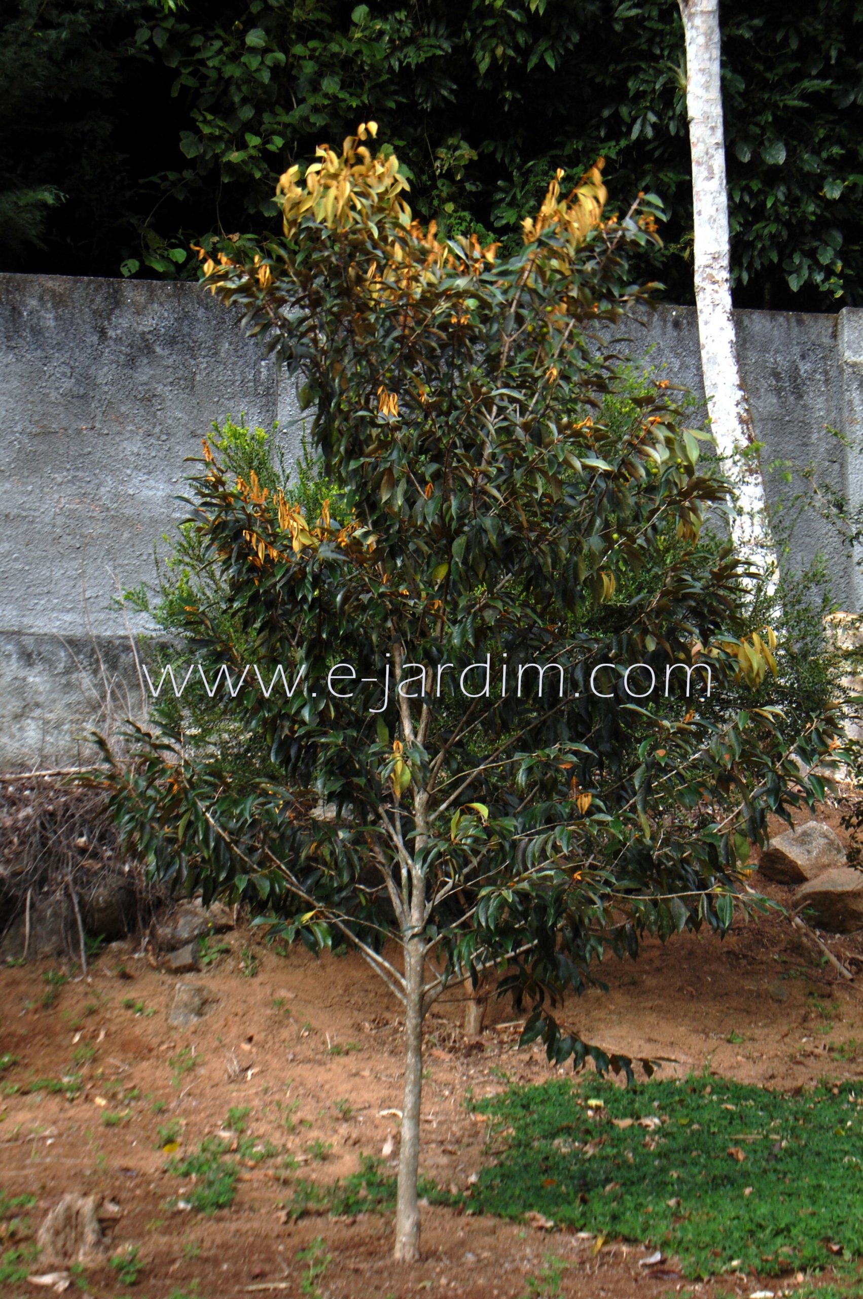 Eugenia macrosperma - Cambucá-Preto - 1 fresh seed / 1 frischer Samen