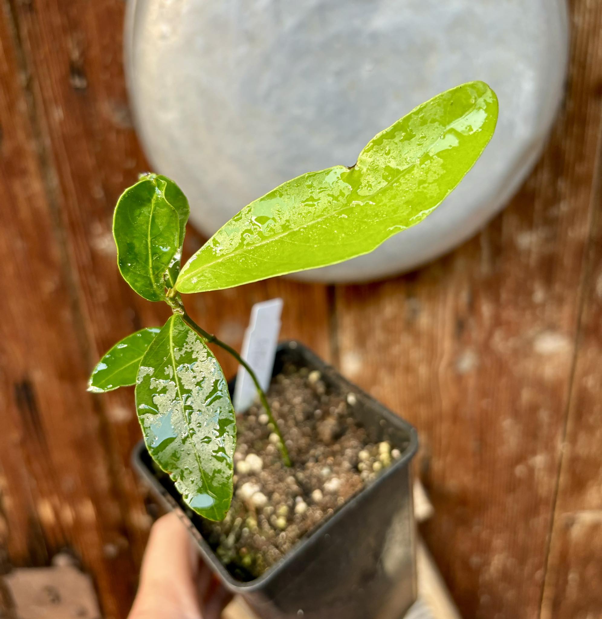 Salacia elliptica -  1 potted plant / 1 getopfte Pflanze