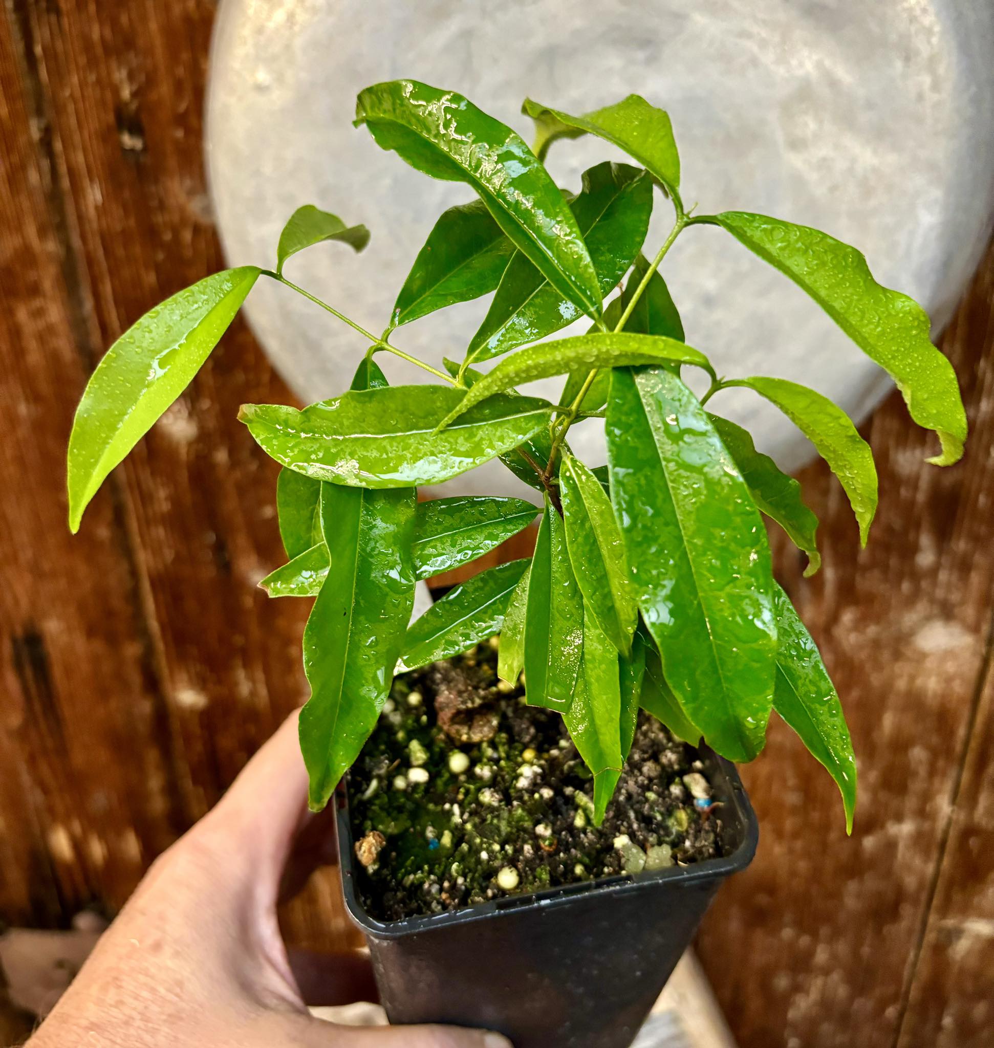 Rainforest Plum (Eugenia candolleana) - 1 potted plant, 1 getopfte Pflanze