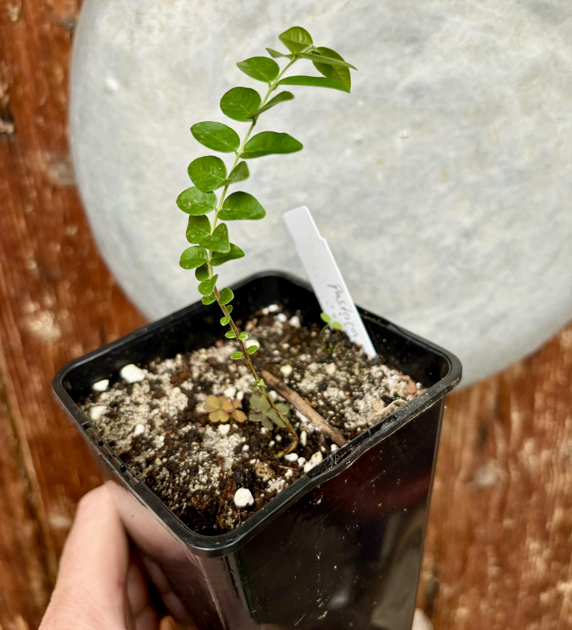 Myrciaria sp Pastora - 1 potted plant / 1 getopfte Pflanze