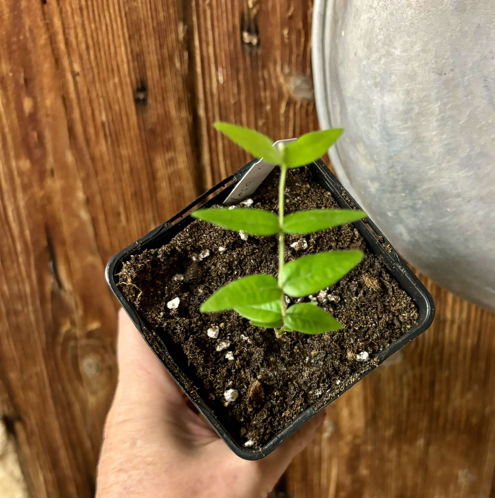 Myrciaria pilosa -  1 small potted seedling  / 1 kleiner getopfter Sämling