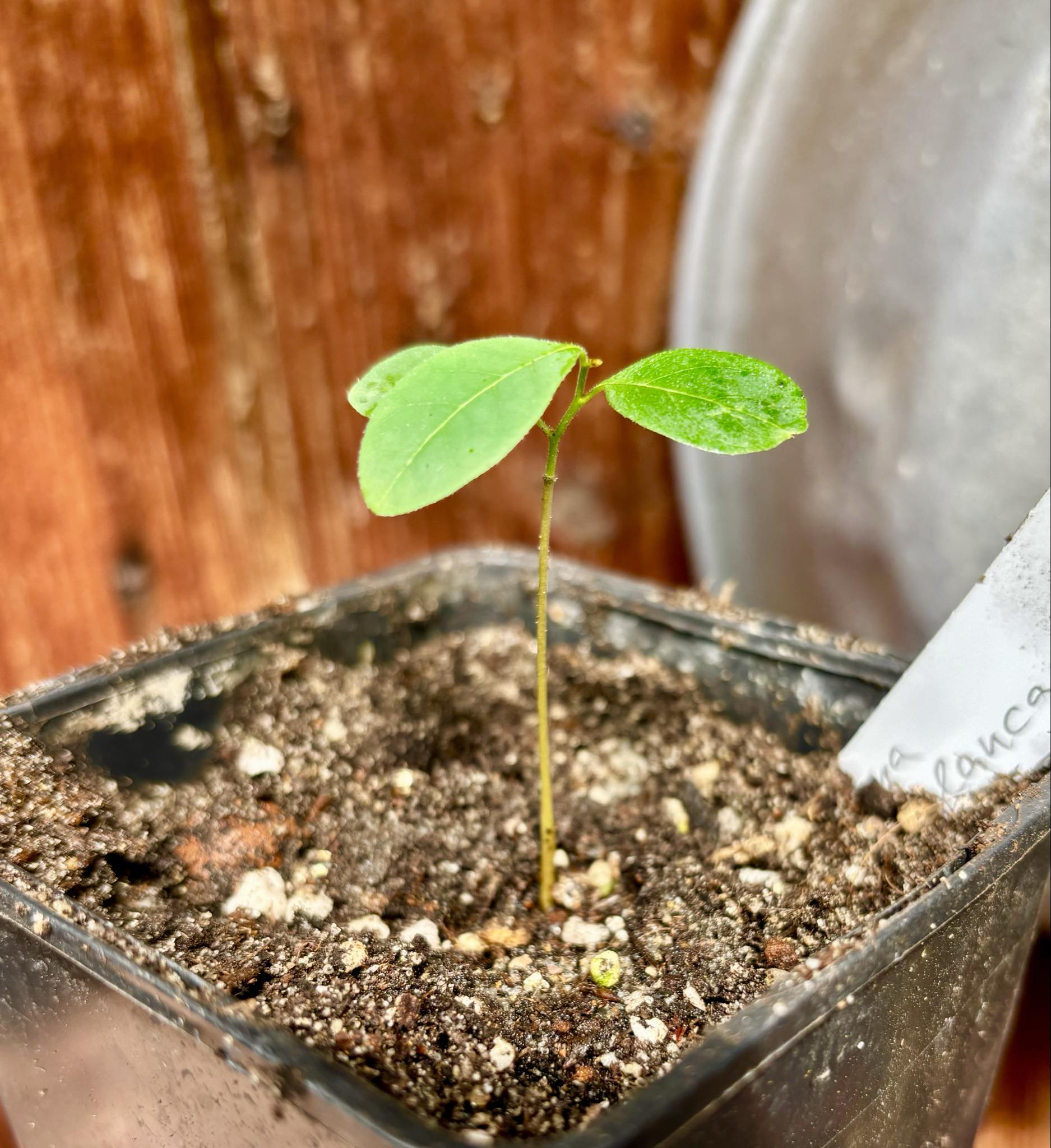 Annona hypoglauca - 1 potted plant / 1 getopfte Pflanze