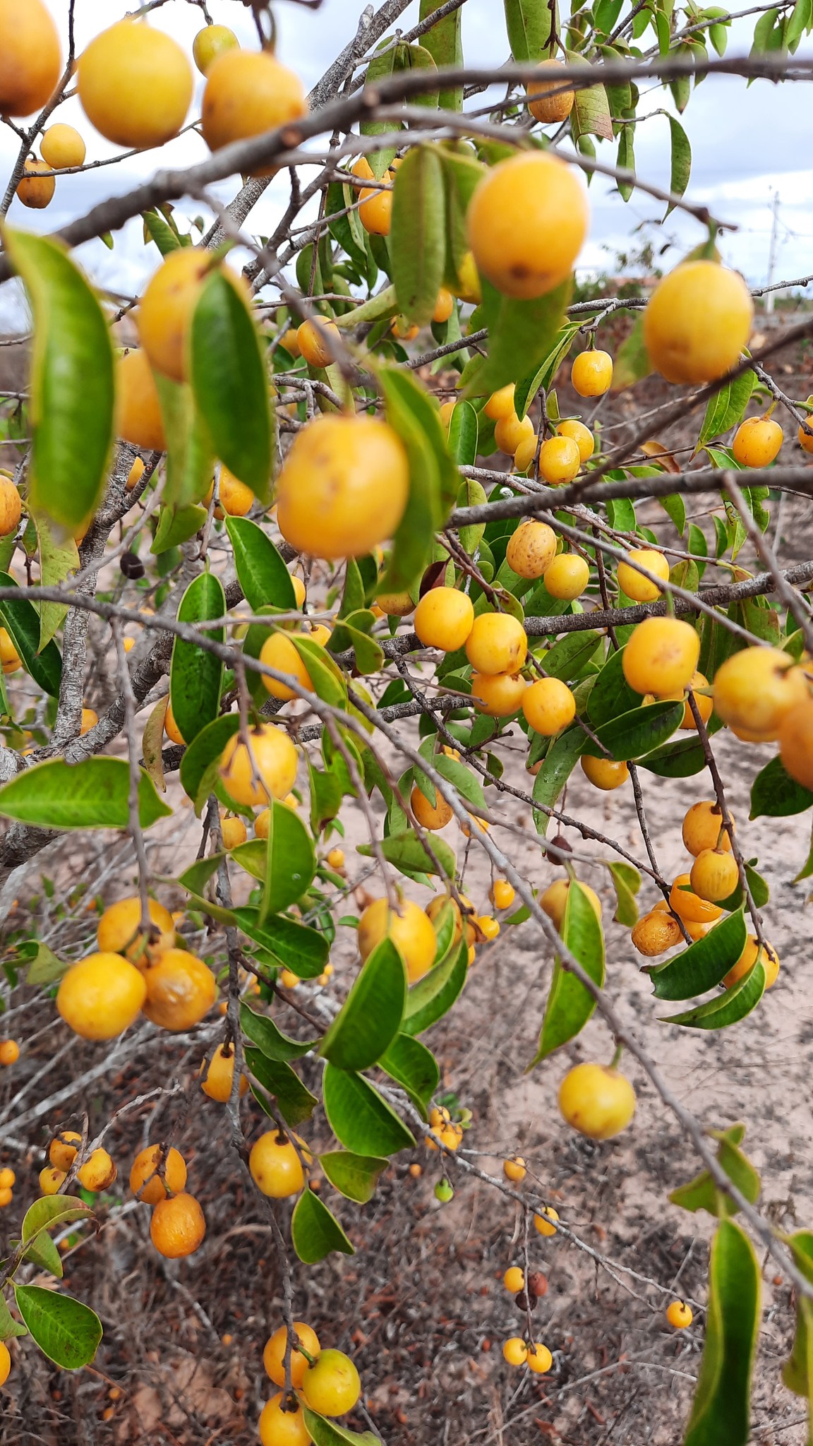 Chrysophyllum arenarium - Ameixa do Nordeste - 1 potted plant / 1 getopfte Pflanze