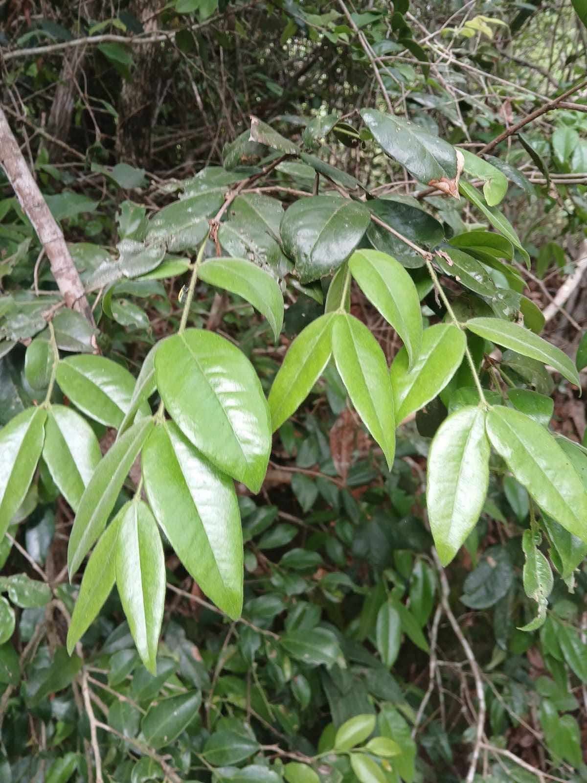 Myrciaria sp Blue Glomerata - 1 germinated seed / 1 gekeimter Samen