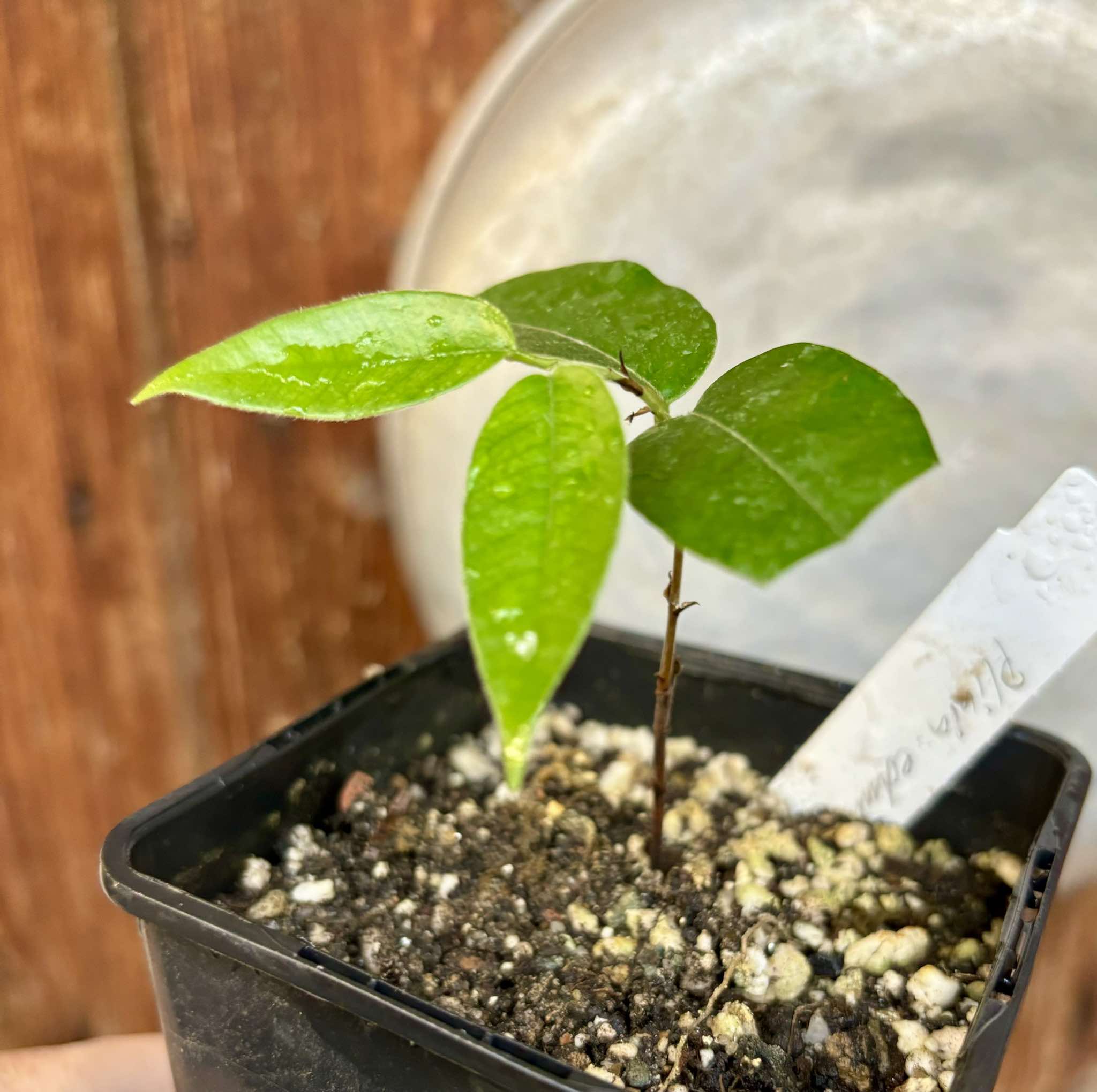 Campuca imperial (Plinia edulis - gigante) - 1 potted plant / 1 getopfte Pflanze