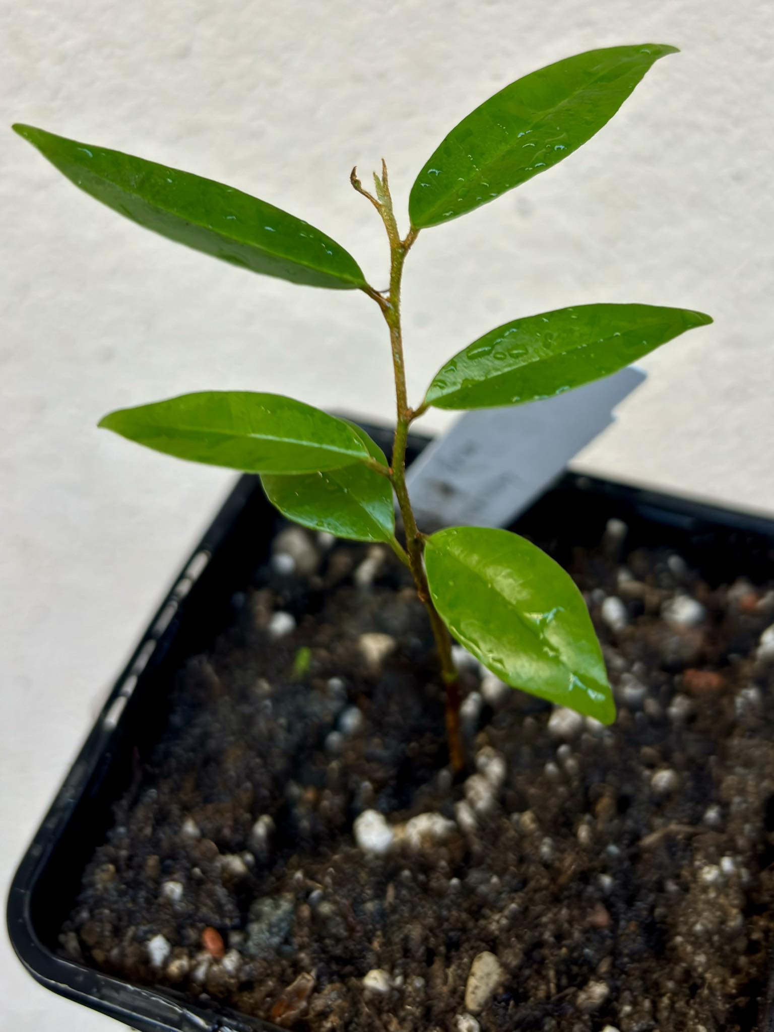 Chrysophyllum arenarium - Ameixa do Nordeste - 1 potted plant / 1 getopfte Pflanze