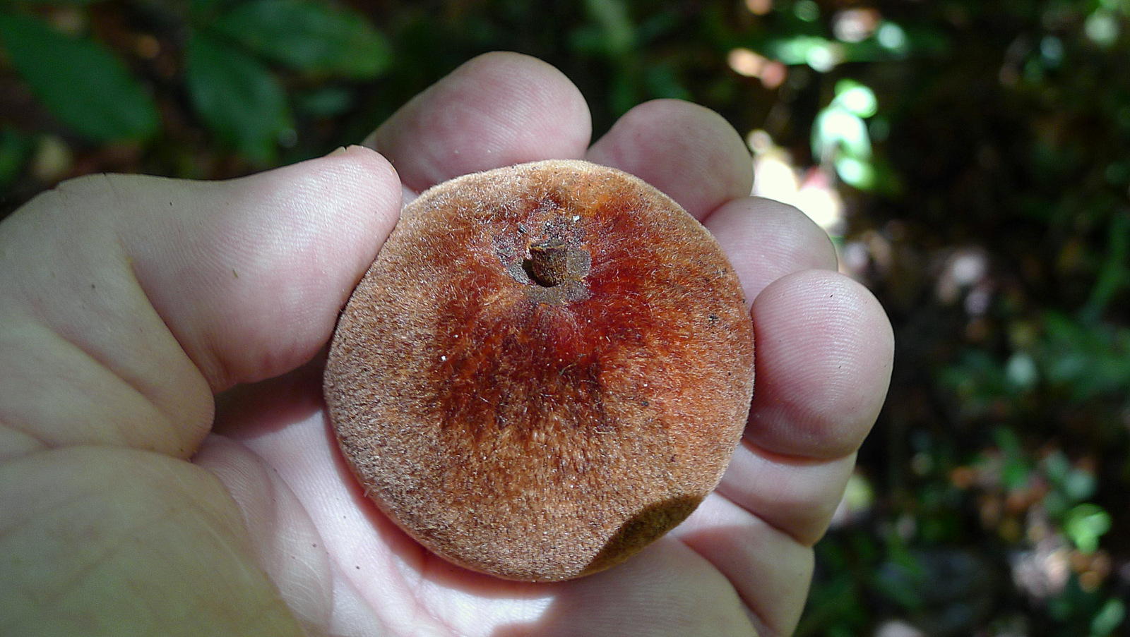 Pouteria macahensis - 1 germinated seed / 1 gekeimter Samen