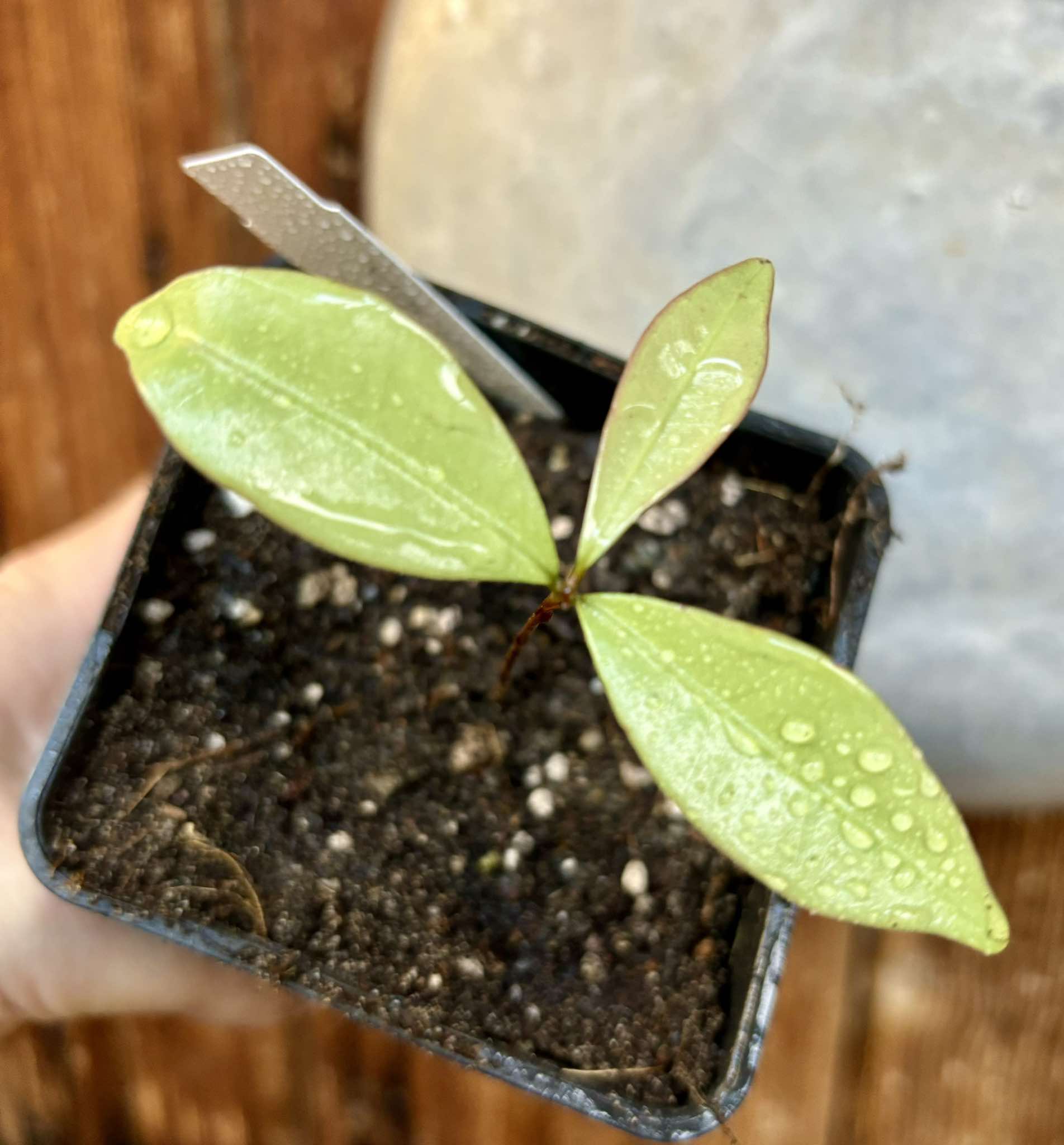 Eugenia sp Batinga Verdadeira -  1 potted plant / 1 getopfte Pflanze