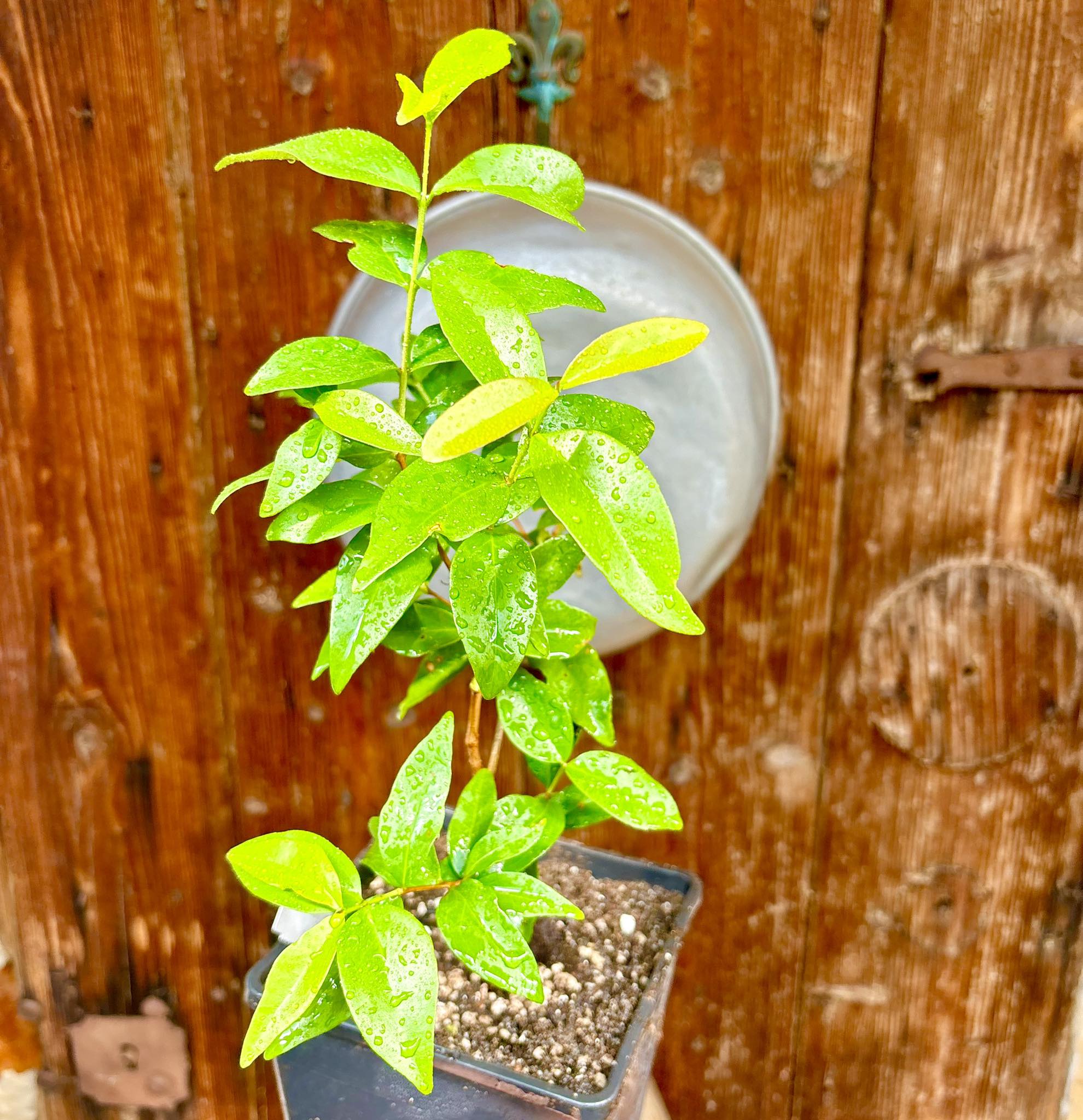 Eugenia sp Laranja Serralandia - 1 potted plant / 1 getopfte Pflanze