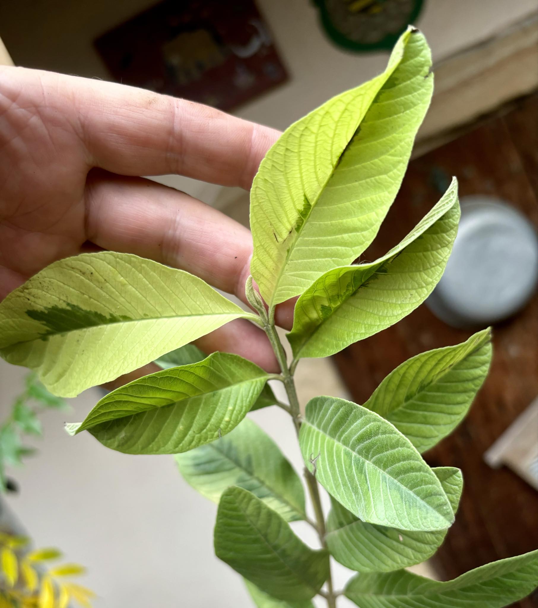 Guava (Psidium guajava)  VARIEGATED - 1 potted plant / 1 getopfte Pflanze