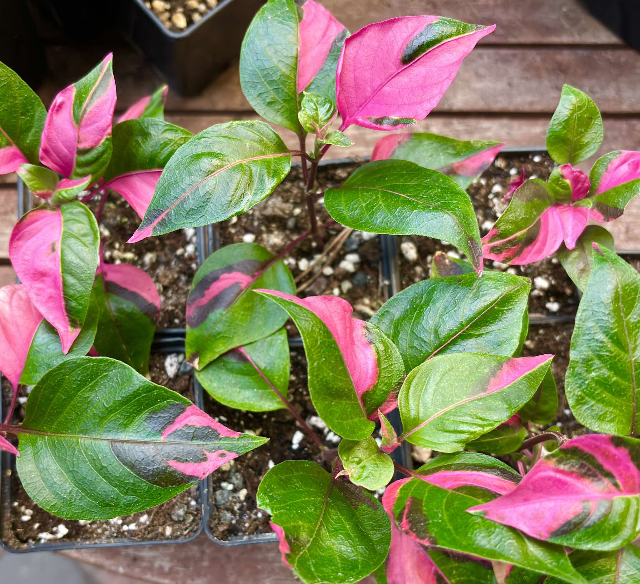 Alternanthera ficoidea - Party Time - 1 potted plant / 1 getopfte Pflanze