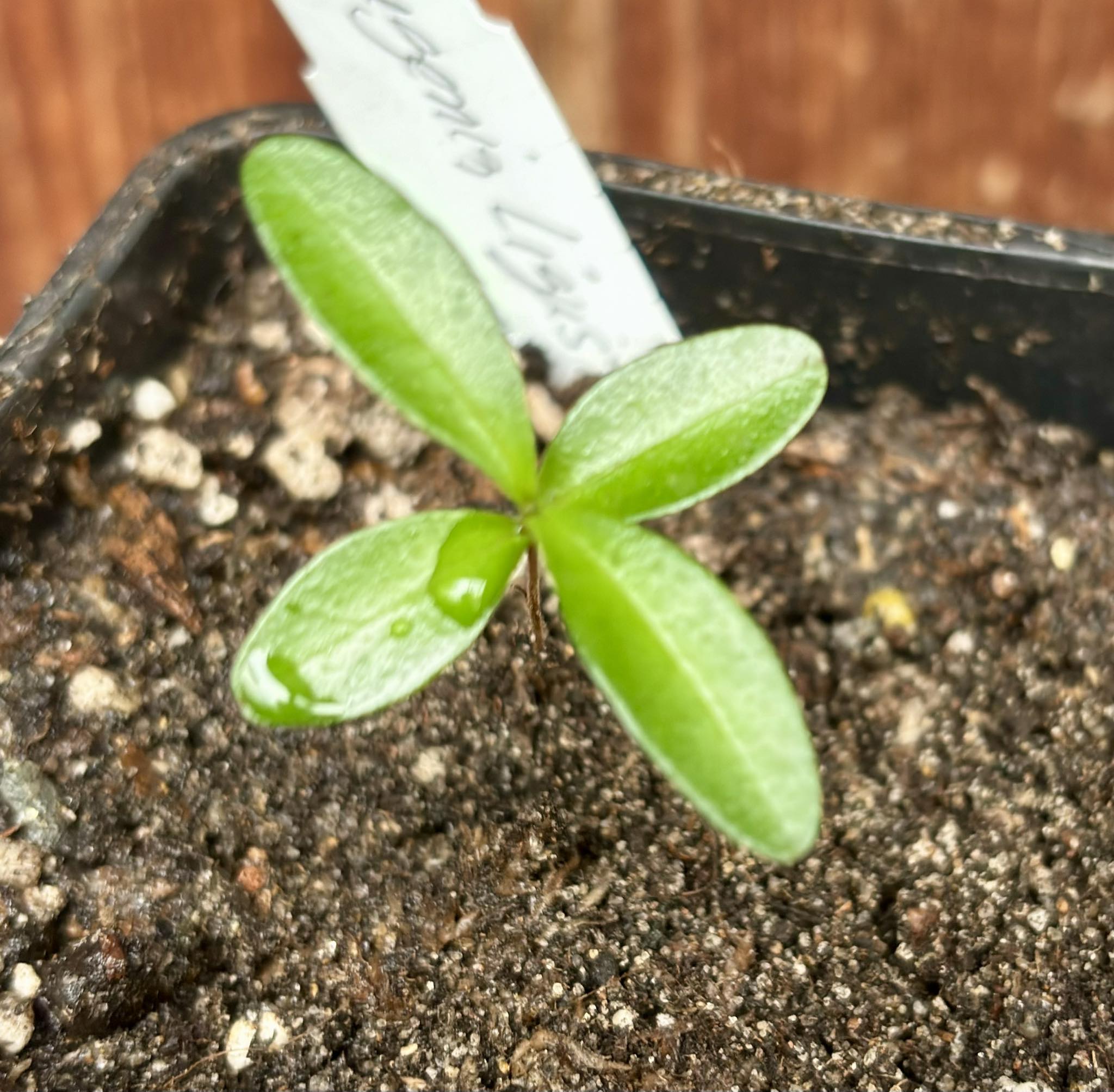 Eugenia ligustrina var. fluminensis - 1 potted seedling / 1 getopfter Sämling