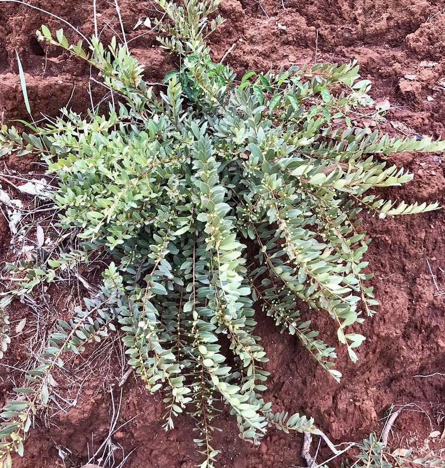 CEREJINHA DE JAGUARIÚNA - Eugenia punicifolia var. Oncas Doce - 1 potted plant / 1 getopfte Pflanze