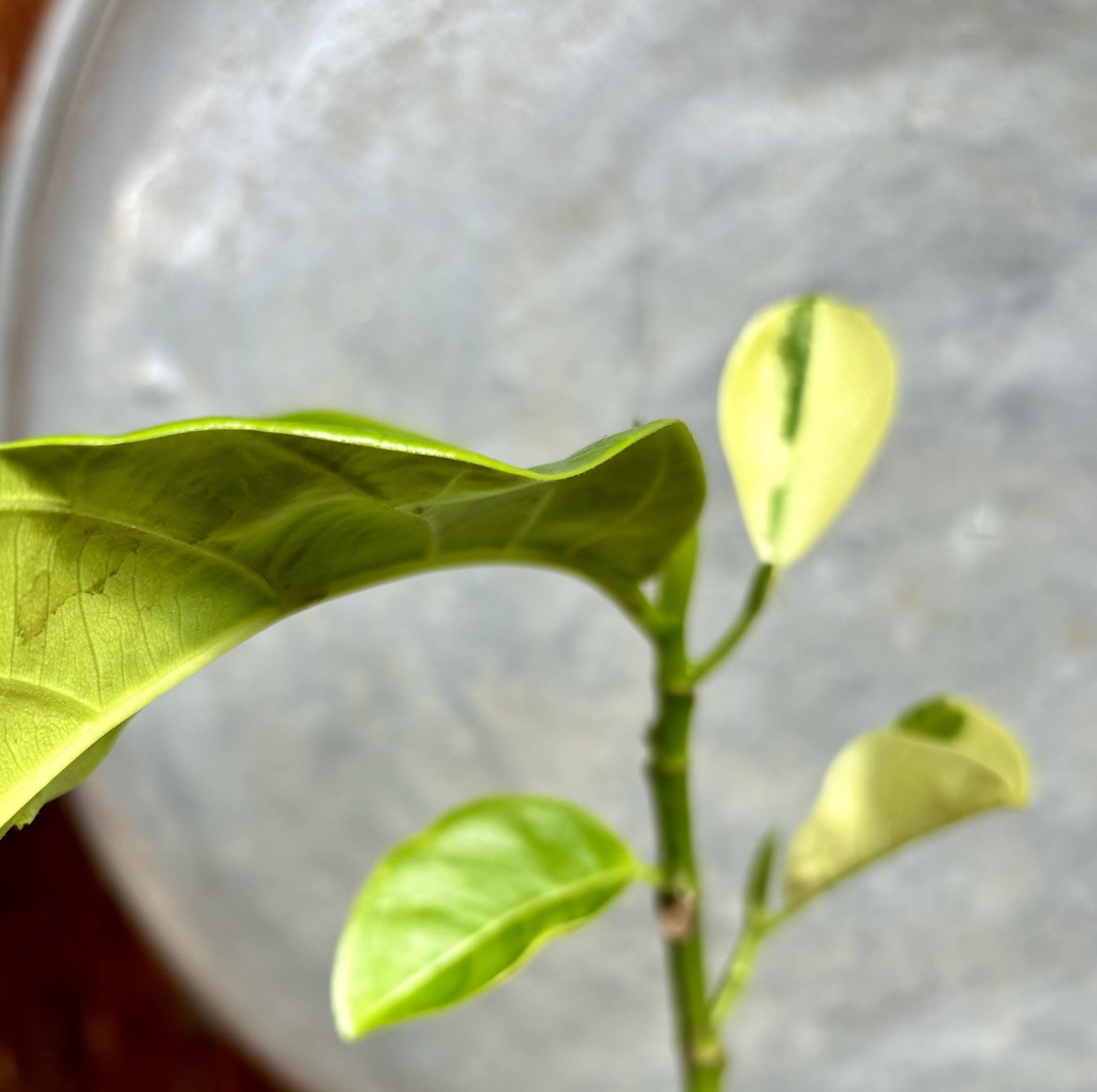 Jackfruit (Artocarpus heterophyllus) VARIEGATED - 1 potted plant / 1 getopfte Pflanze