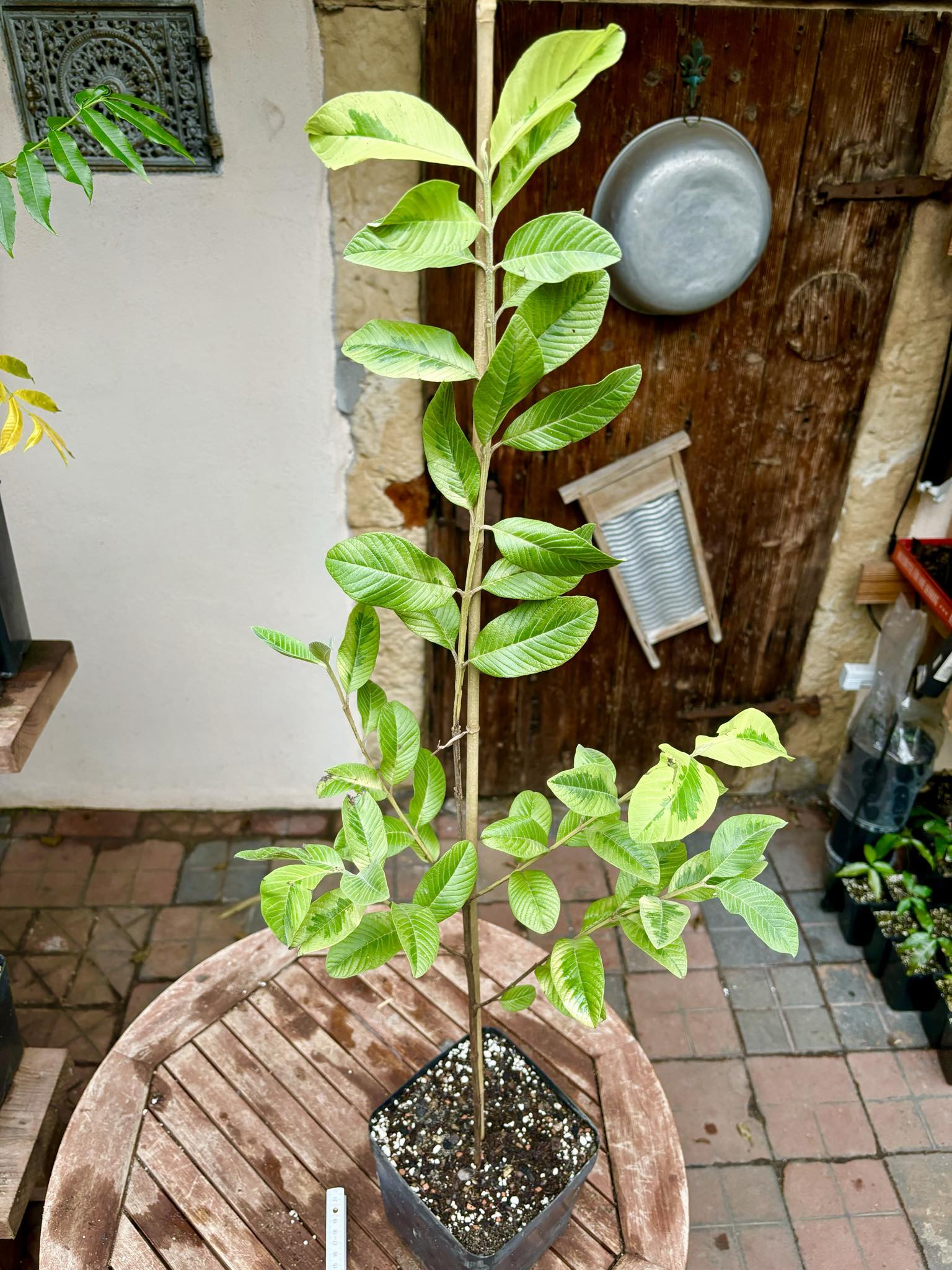 Guava (Psidium guajava)  VARIEGATED - 1 potted plant / 1 getopfte Pflanze