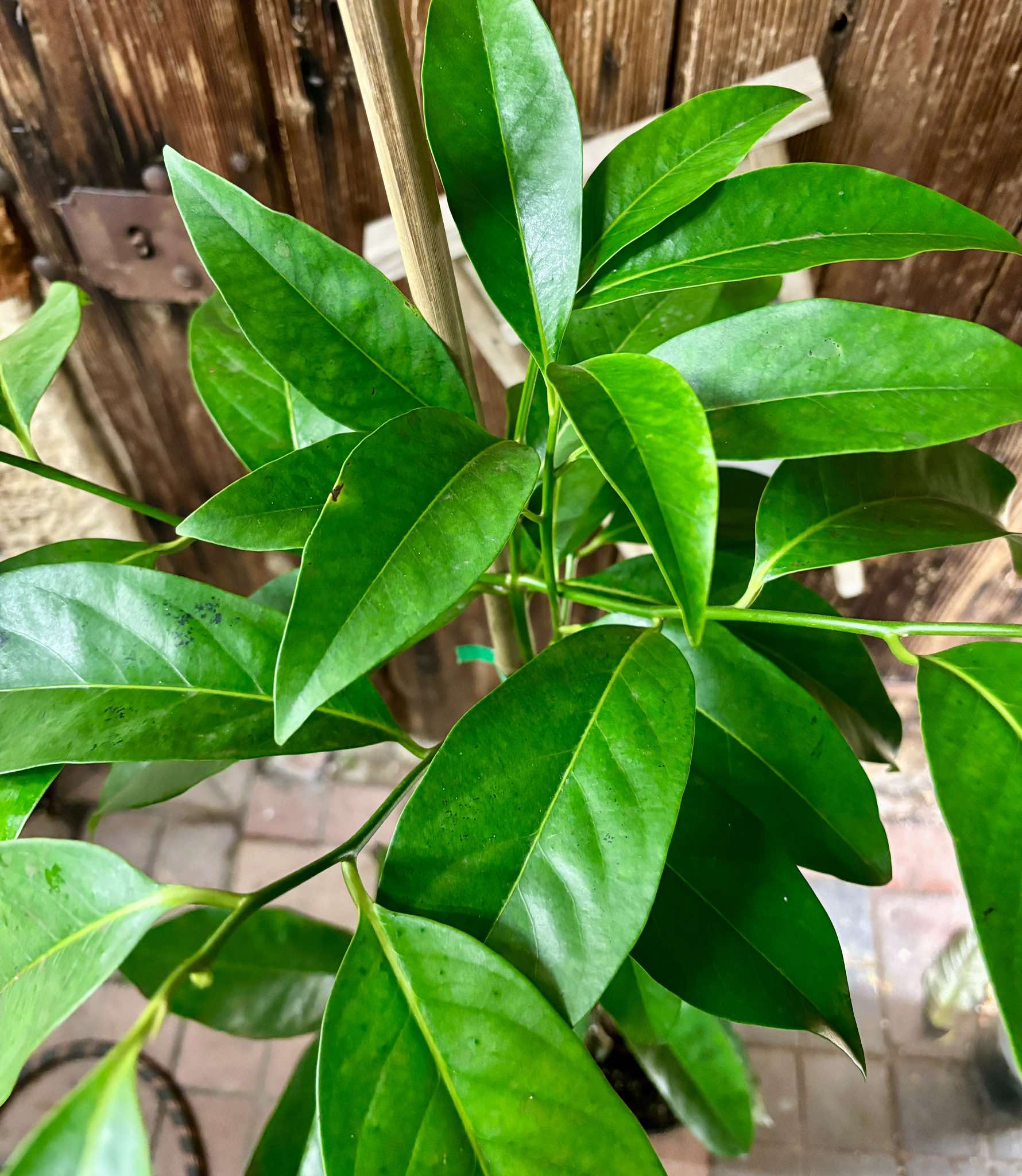 Diospyros nigra - Black Sapote - 1 potted plant / 1 getopfte Pflanze 1.25m 