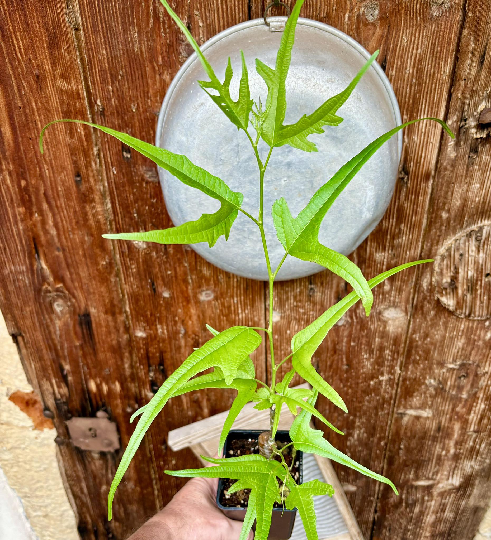 Mulberry Chicken Claw (Morus trilobata)  - 1 potted plant / 1 getopfte Pflanze