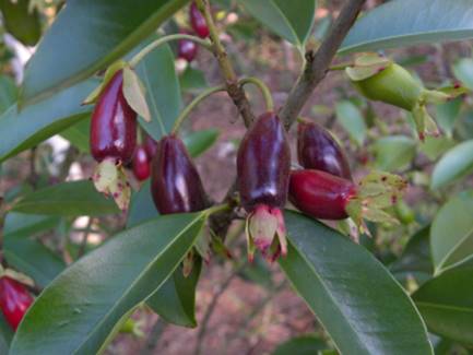 Guapijuim (Eugenia sclerocalyx) -  1 fresh seed / 1 frischer Samen