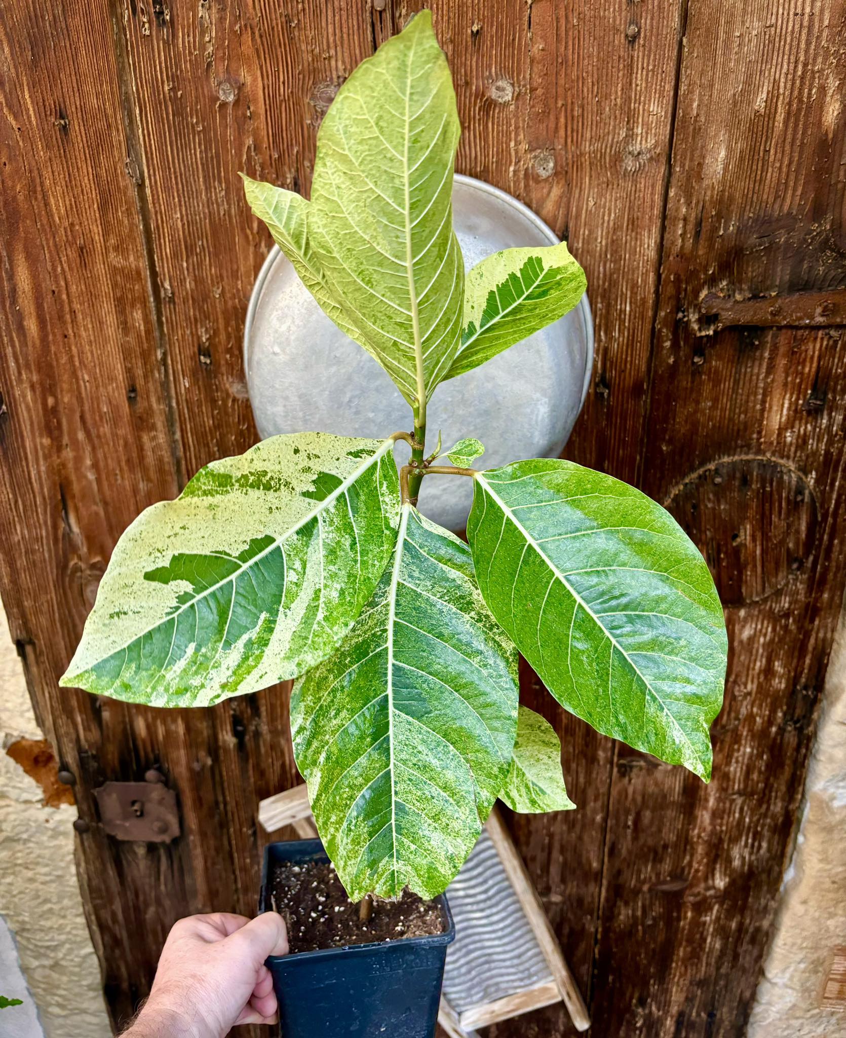 Indonesian Forest Fig  VARIEGATED - 1 potted plant / 1 getopfte Pflanze