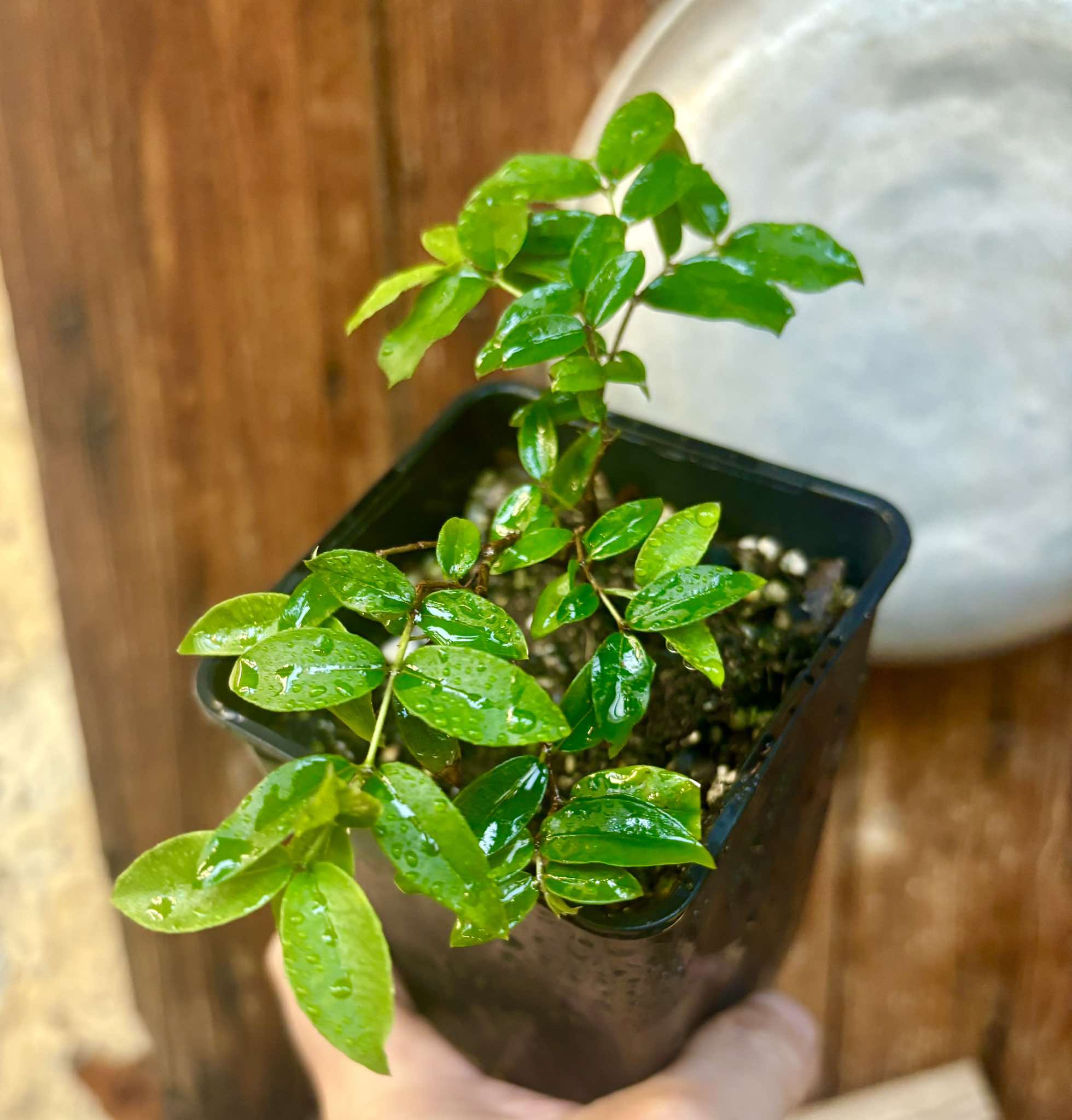 Jaboticaba Oipirinha (Plinia sp) - 1 potted plant/ 1  getopfte Pflanze