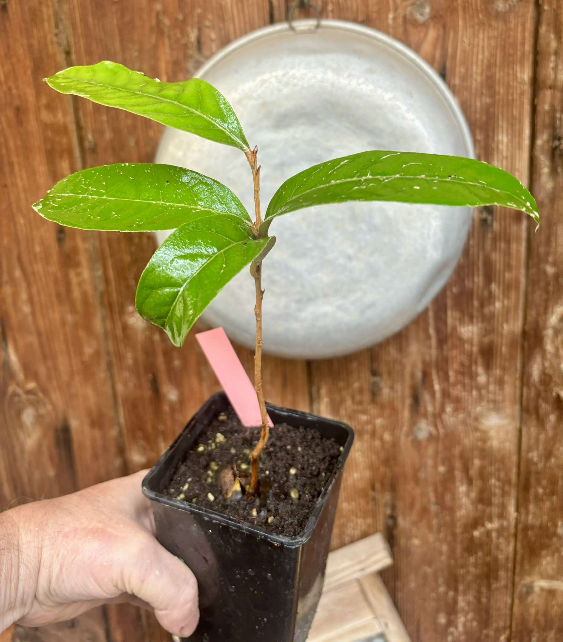 Couepia polyandra - Olosapo - 1 potted seedling / 1 getopfter Sämling