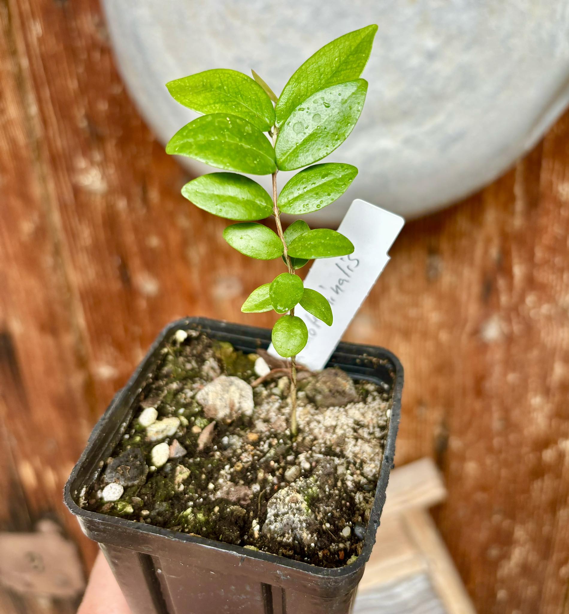 Eugenia subterminalis - 1 potted plant / 1 getopfte Pflanze