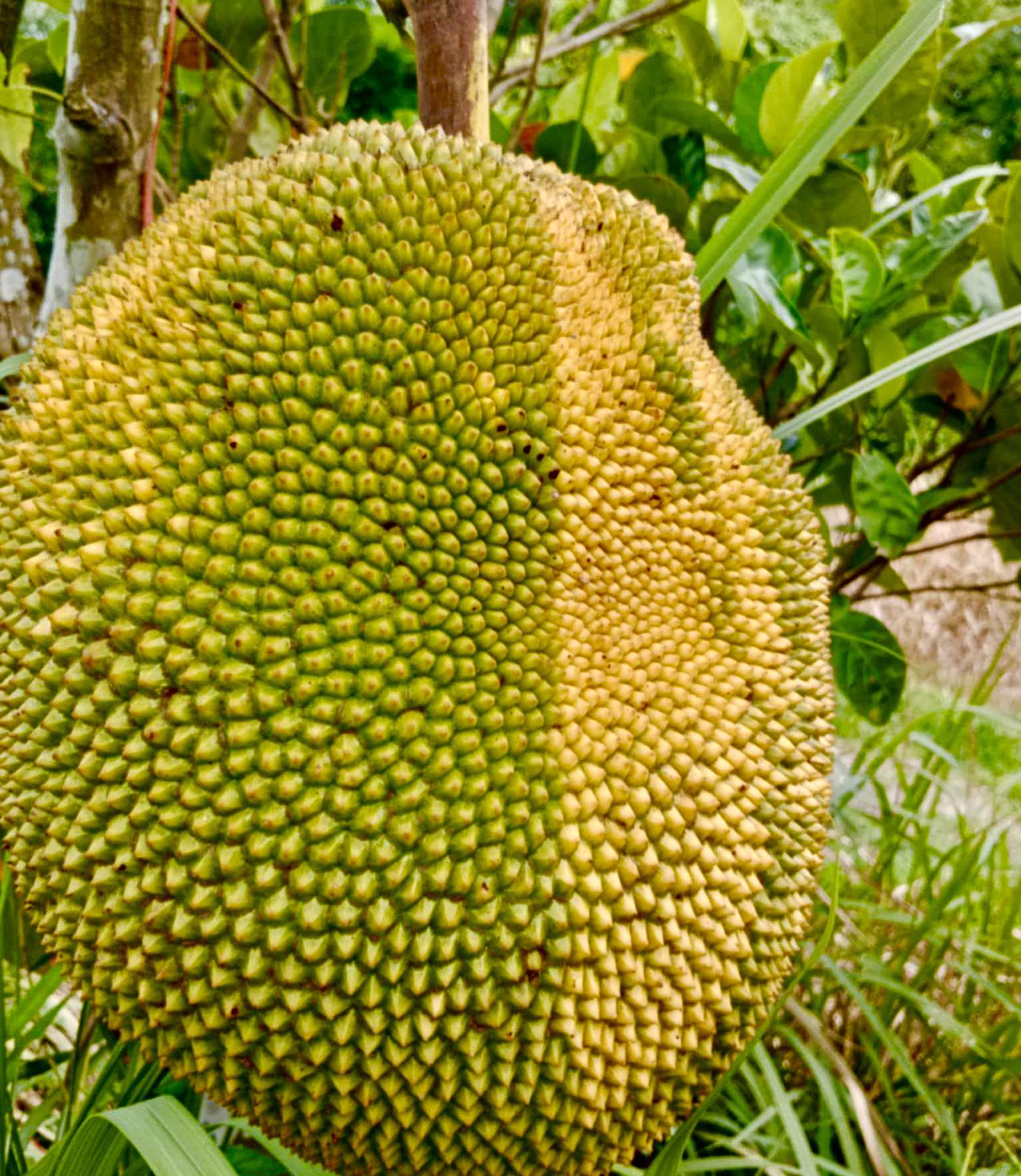 Jackfruit (Artocarpus heterophyllus) VARIEGATED - 1 potted plant / 1 getopfte Pflanze