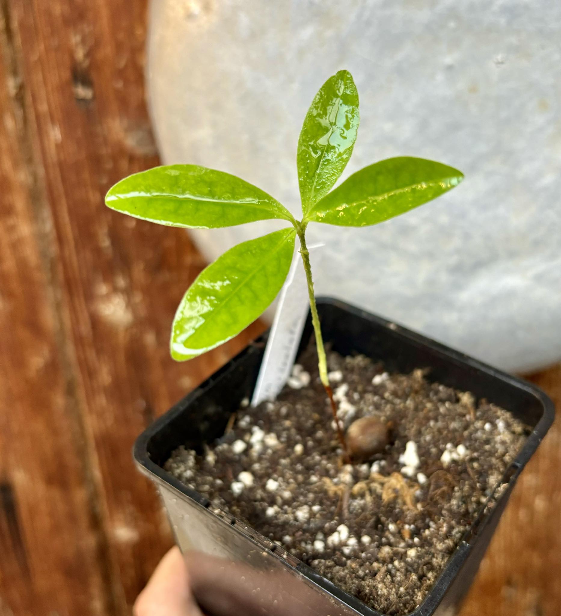 Eugenia macrobracteolata - Pitanga Juba - 1 potted plant / 1 getopfte Pflanze