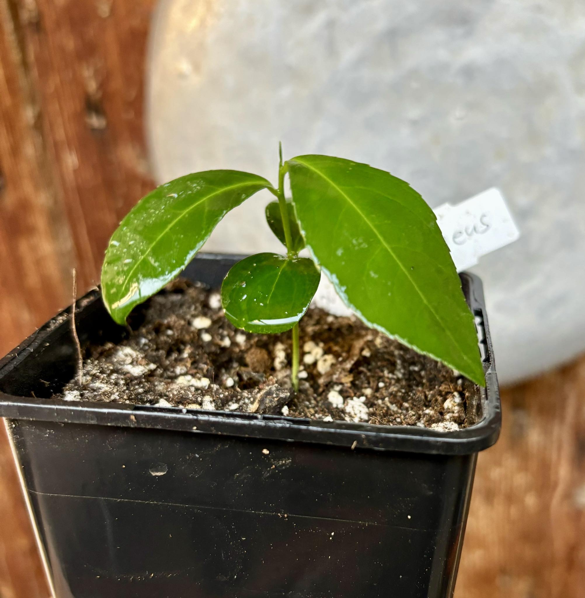 Siphonodon celastrineus   1 small potted seedling / 1 kleiner, getopfter Sämling