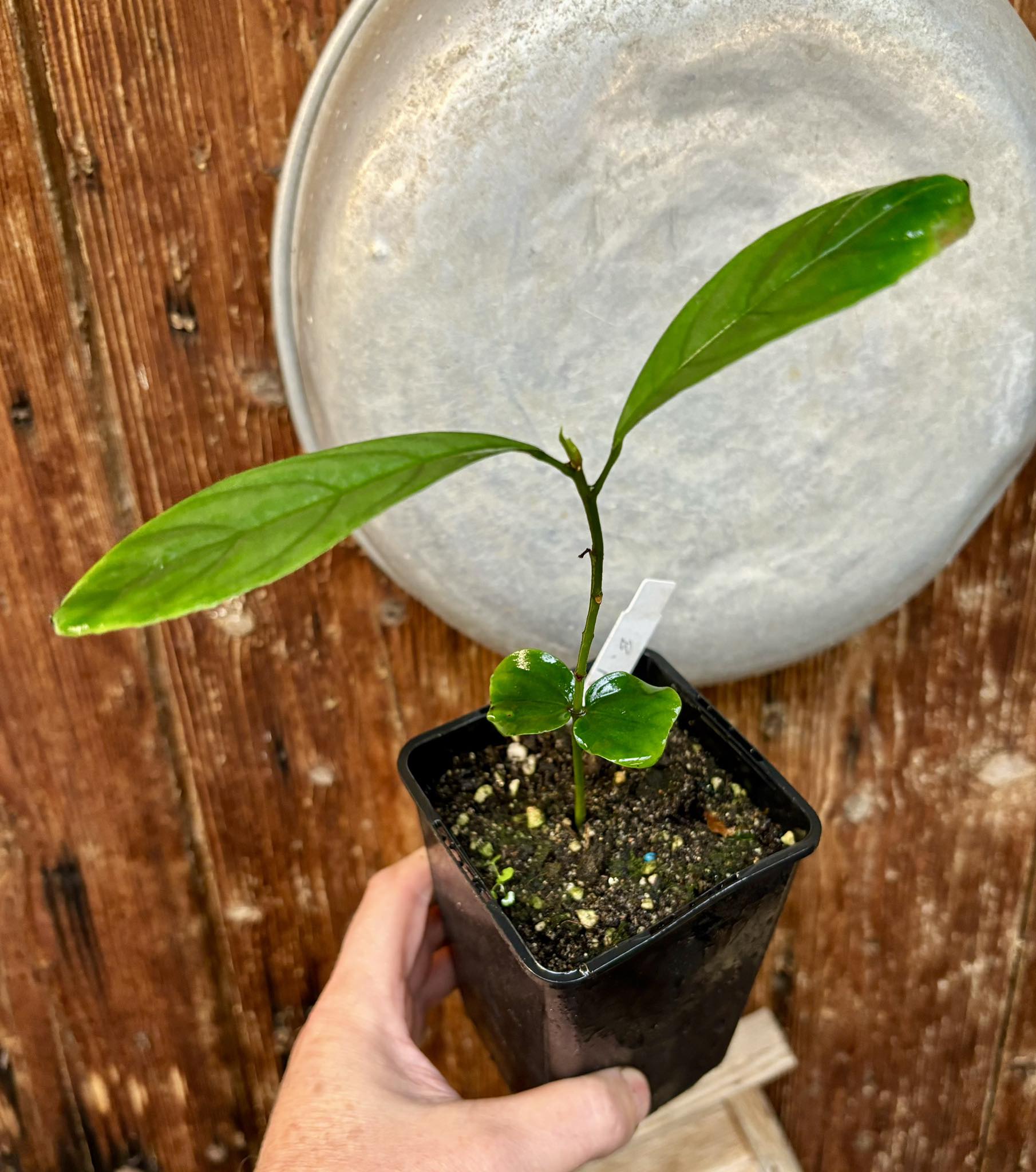 Baccaurea ramiflora var. Red - 1 potted plant / 1 getopfte Pflanze