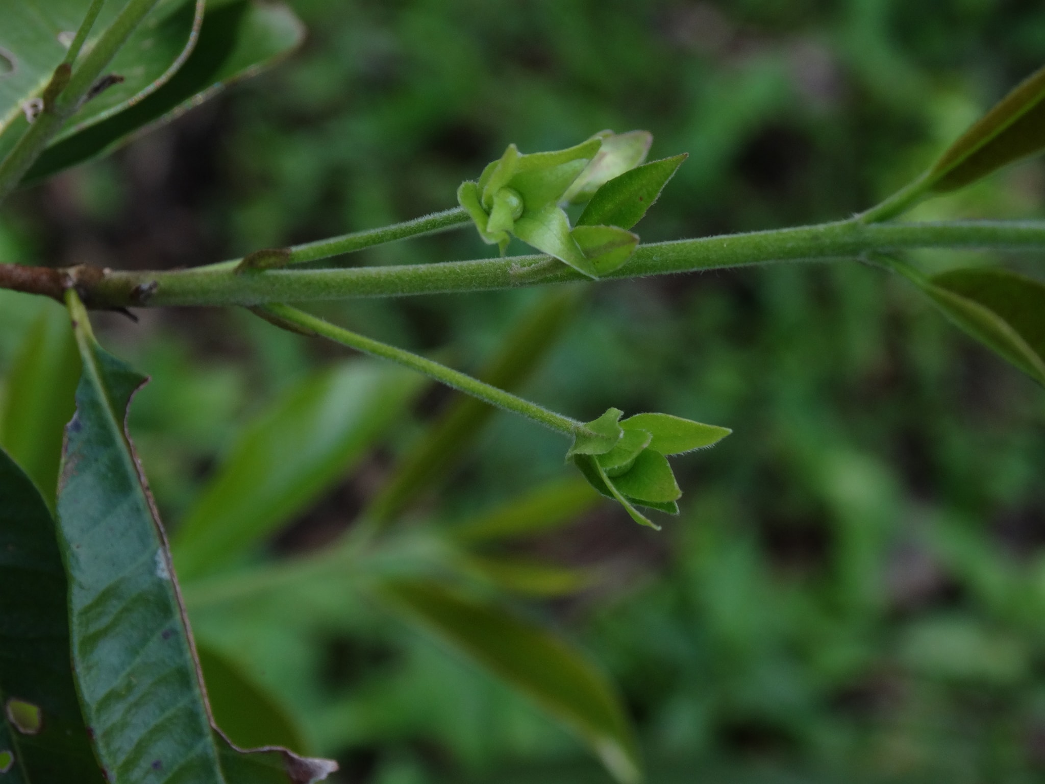 Eugenia glandulosa - Ubaia amarela - 1 fresh seed / 1 frischer Samen