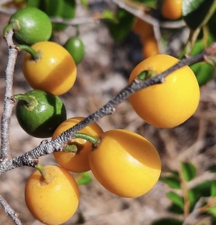 Chrysophyllum arenarium - Ameixa do Nordeste - 1 germinated seed / 1 gekeimter Samen