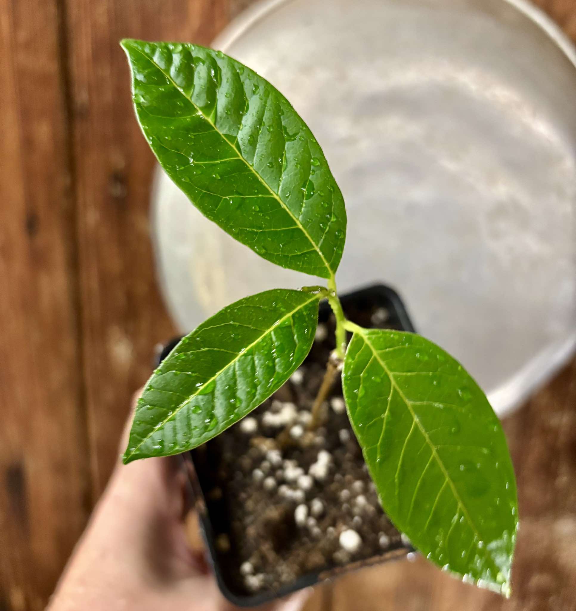 Annona reticulata big pink-red variety - 1 potted plant / 1 getopfte Pflanze